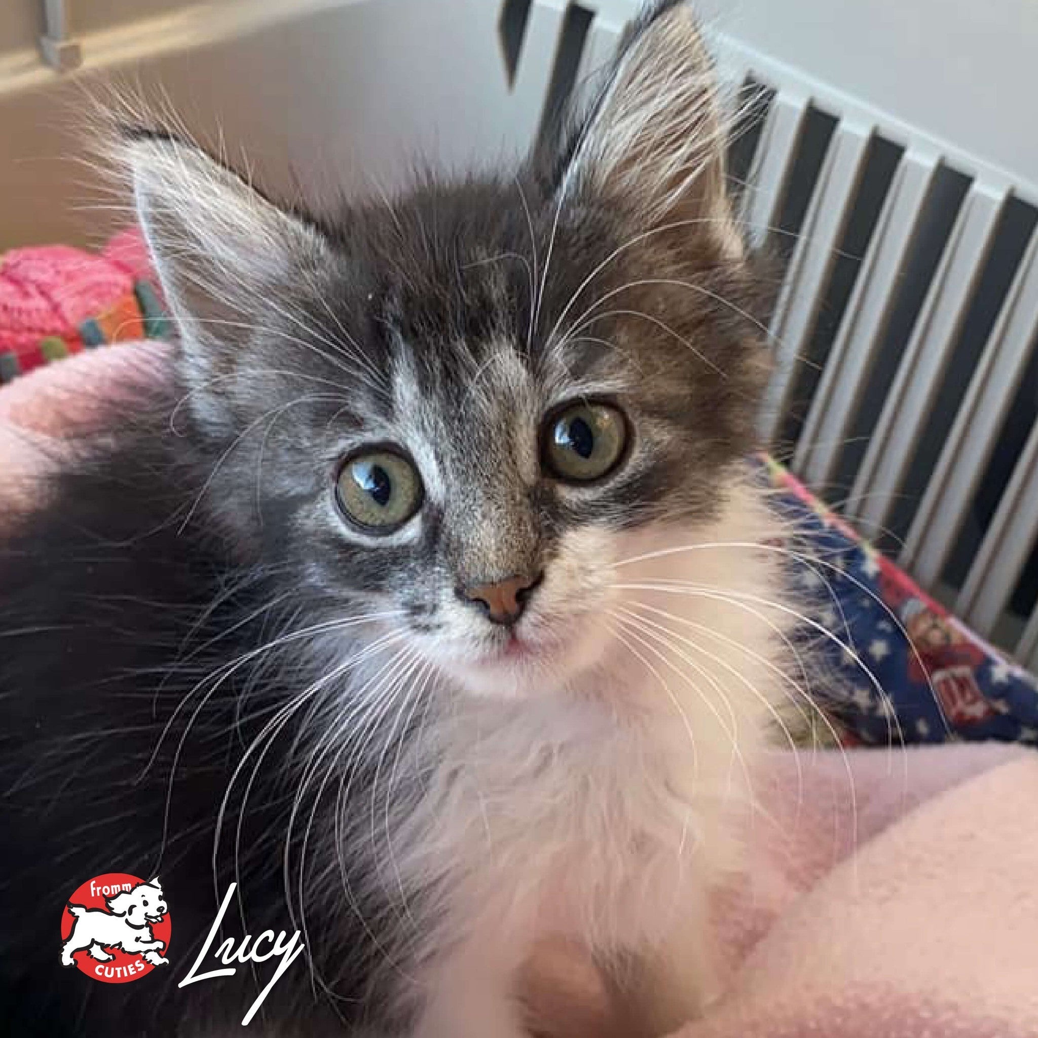 Longhaired kitten Lucy resting on a blanket, from the Fromm Cuties gallery