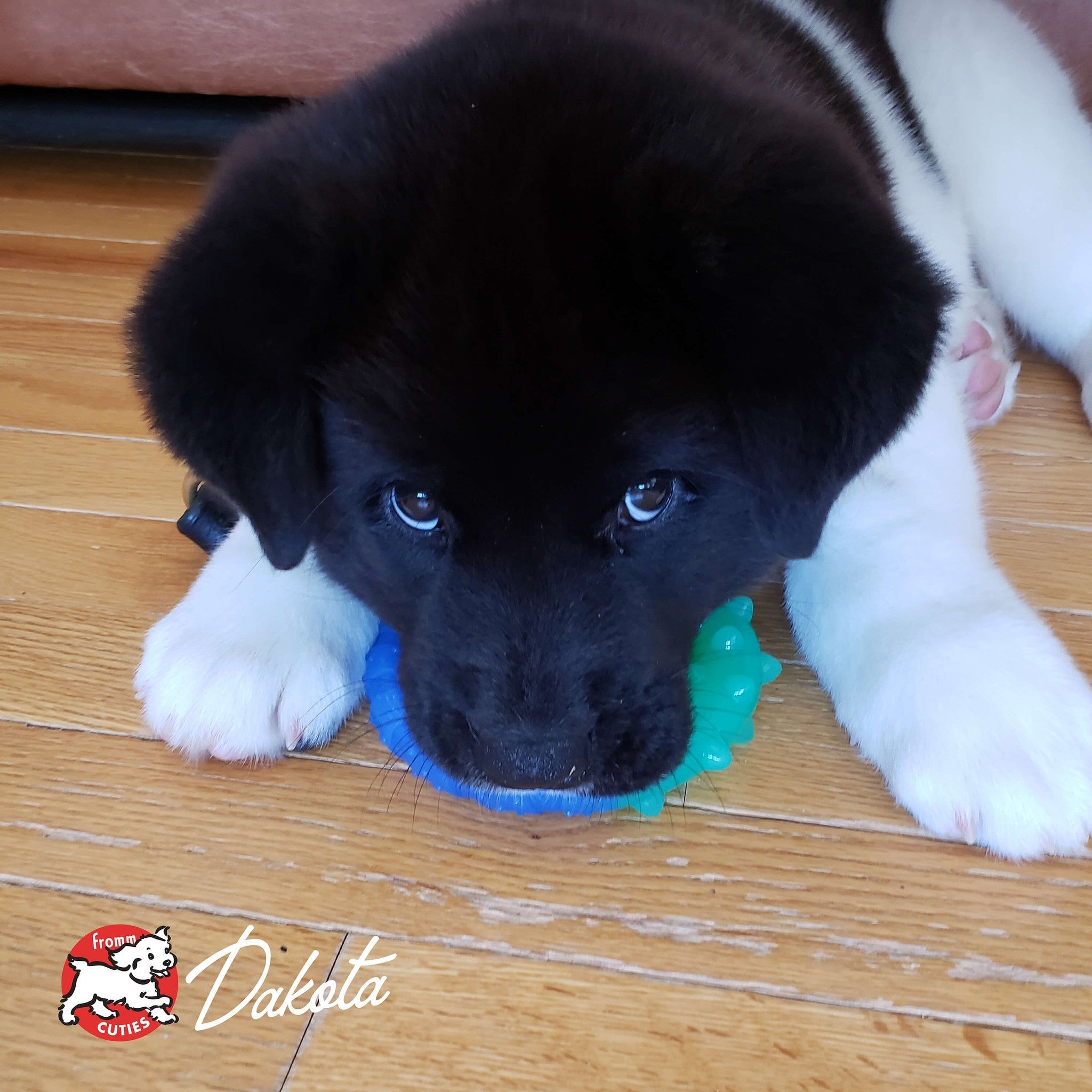 Puppy Dakota resting with a chew toy, from the Fromm Cuties gallery