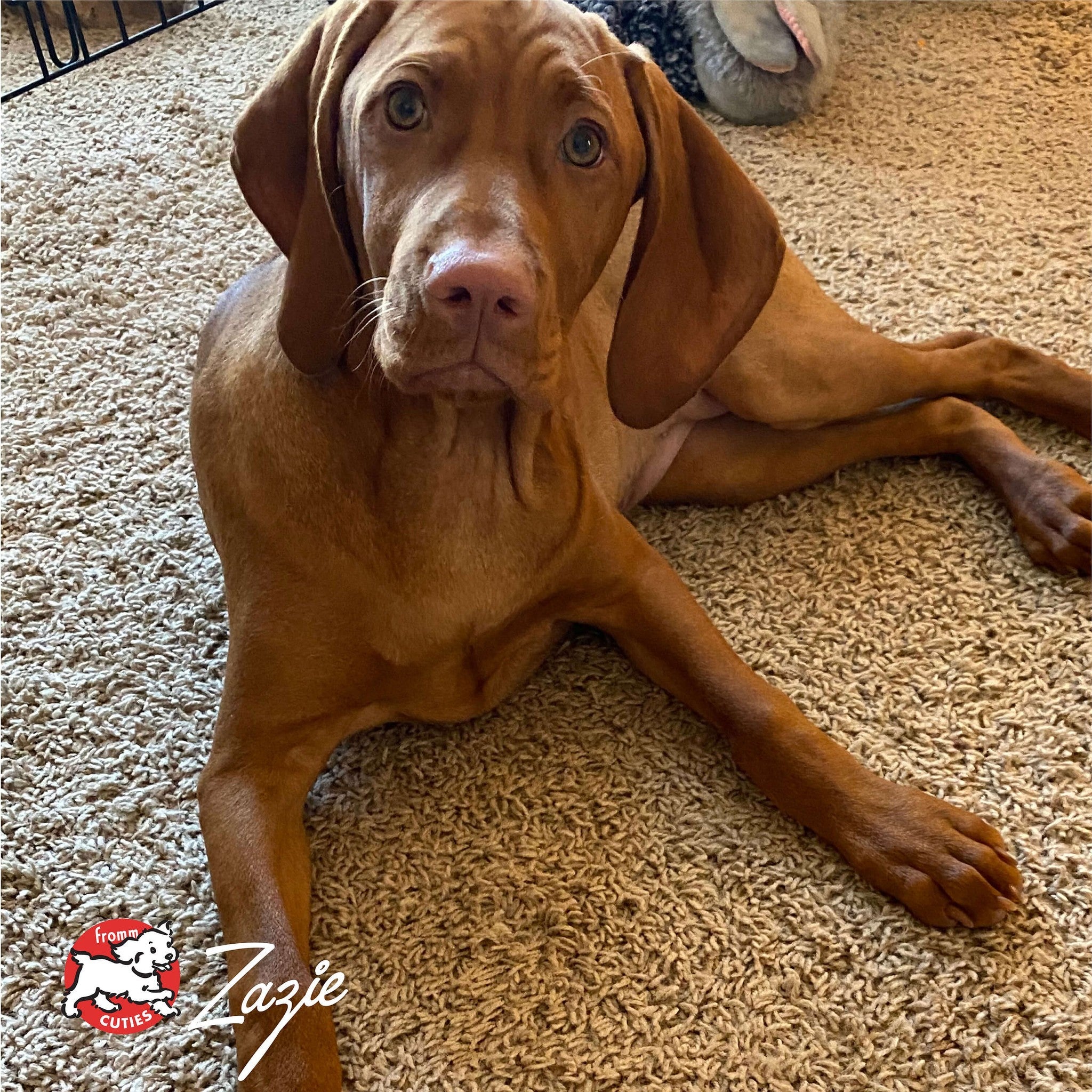 Puppy Zazie lying on the carpet, from the Fromm Cuties gallery