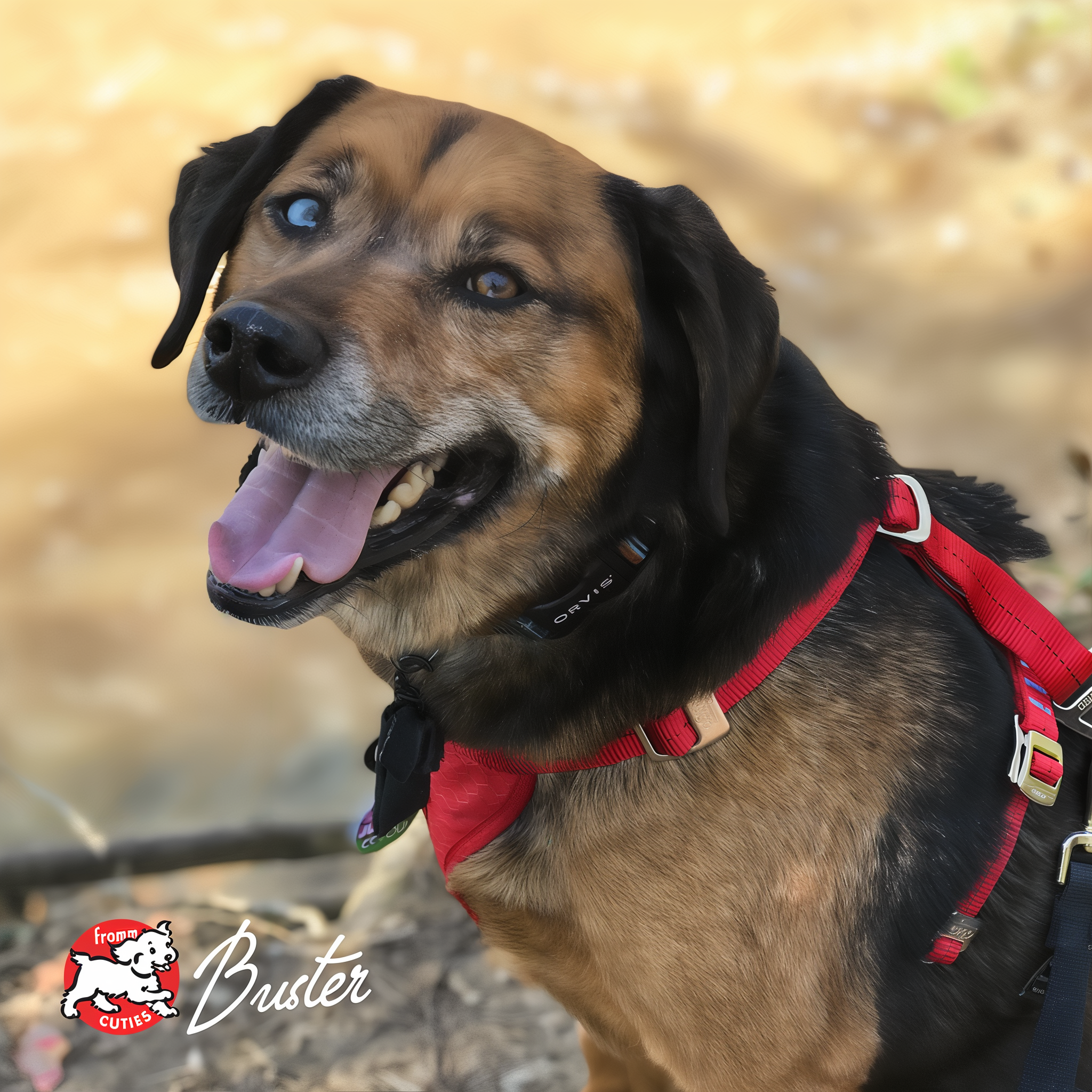 Dog Buster wearing a red harness outdoors, from the Fromm Cuties gallery