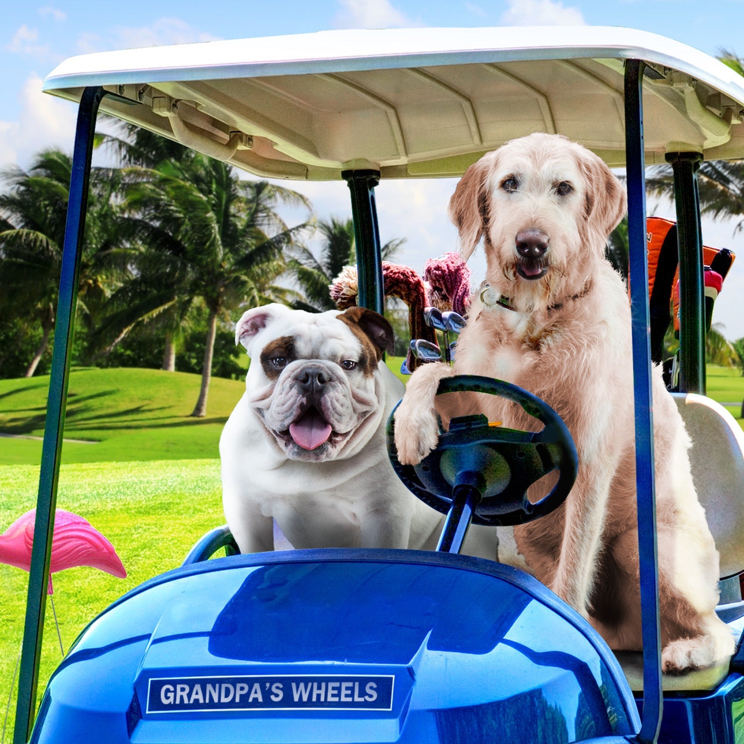 Two dogs sitting in a golf cart labeled Grandpa's Wheels on a sunny golf course