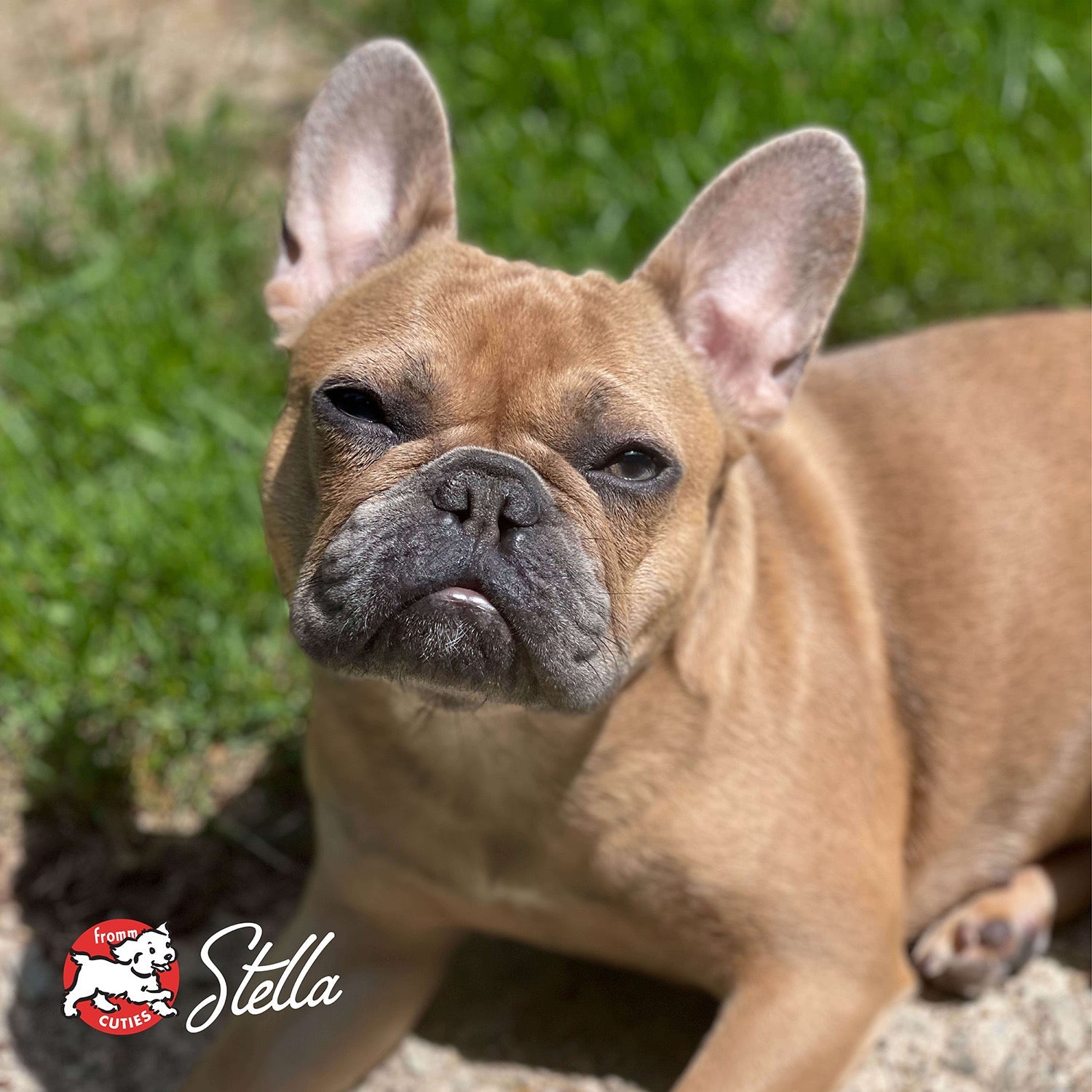 Dog Stella lying in the grass, from the Fromm Cuties gallery