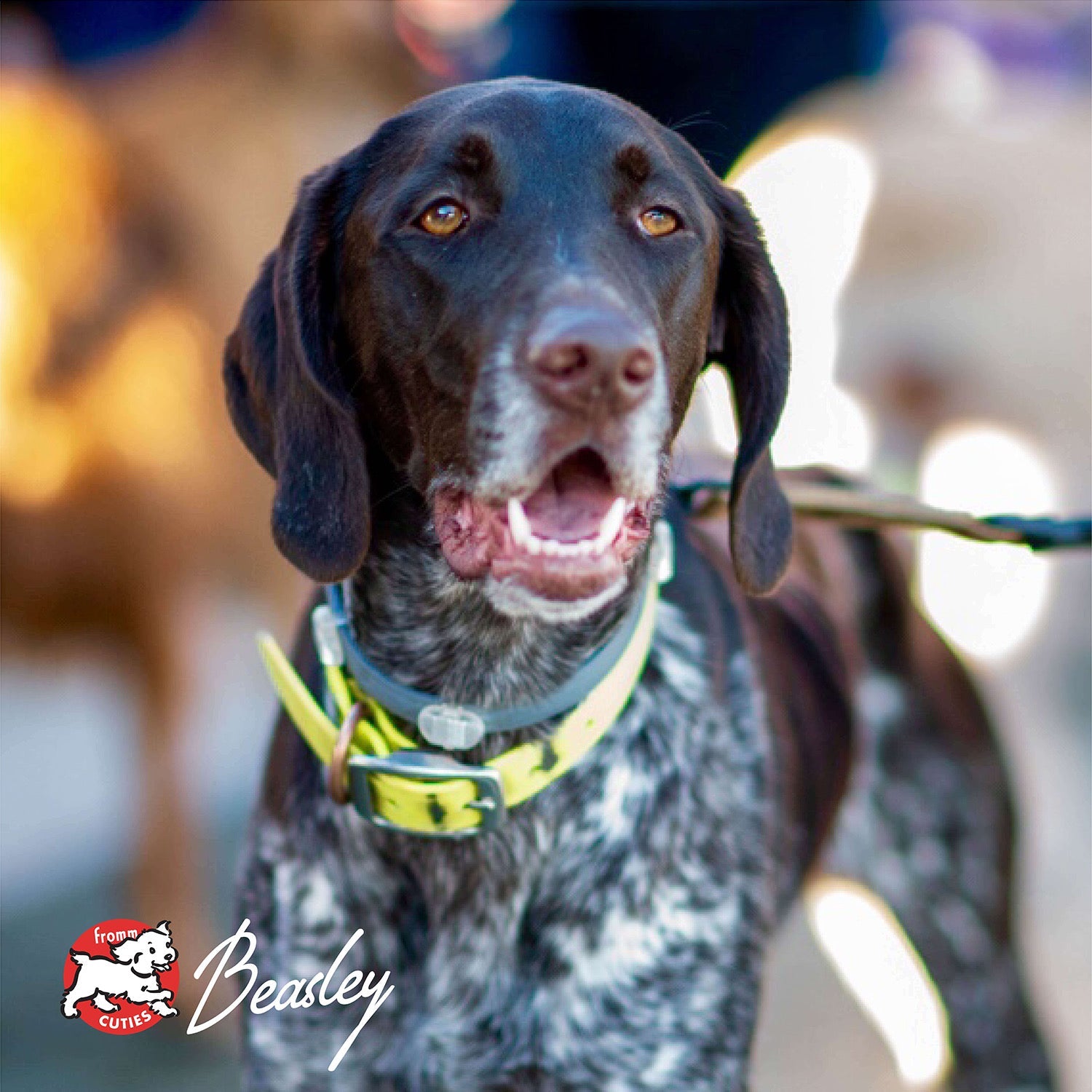 Dog Beasley wearing a yellow collar outdoors, from the Fromm Cuties gallery