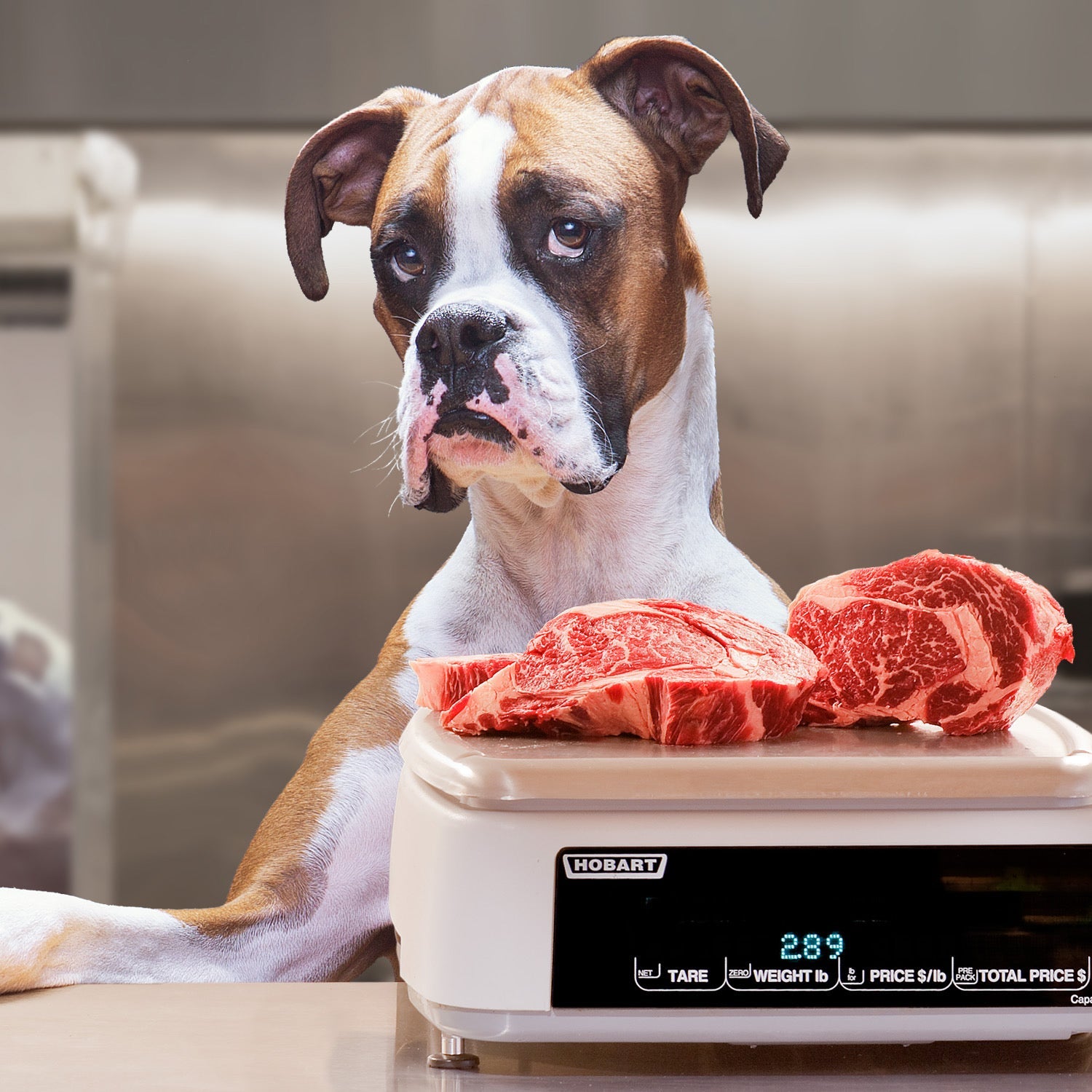 A dog behind a butcher counter scale stacked with cuts of red meat