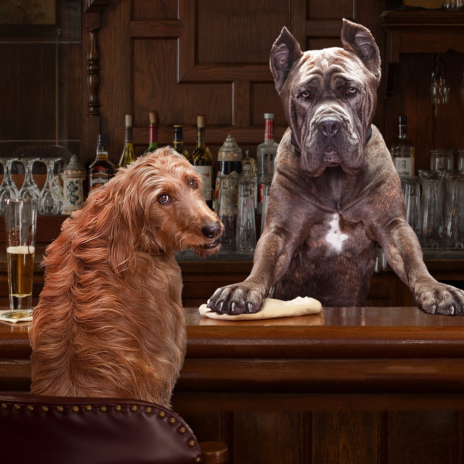 Two dogs seated at a wood-paneled bar with a glass of beer