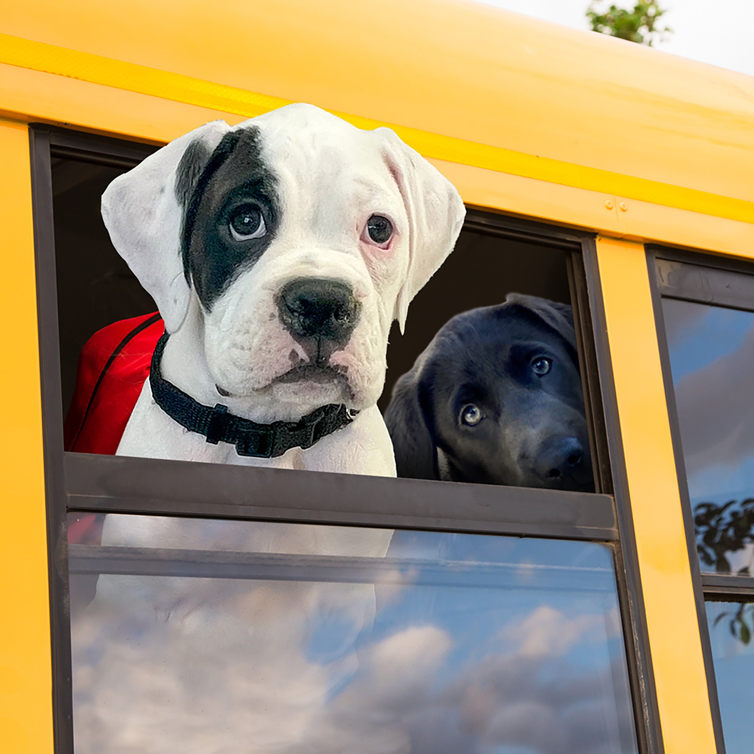 Two puppies looking out the window of a yellow school bus