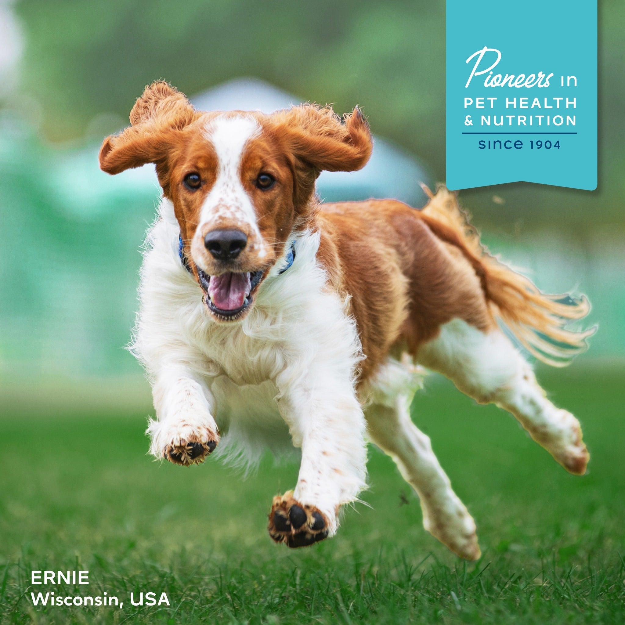 Brown and white dog Ernie of Wisconsin leaping across the grass; Fromm, pioneers in pet health and nutrition since 1904