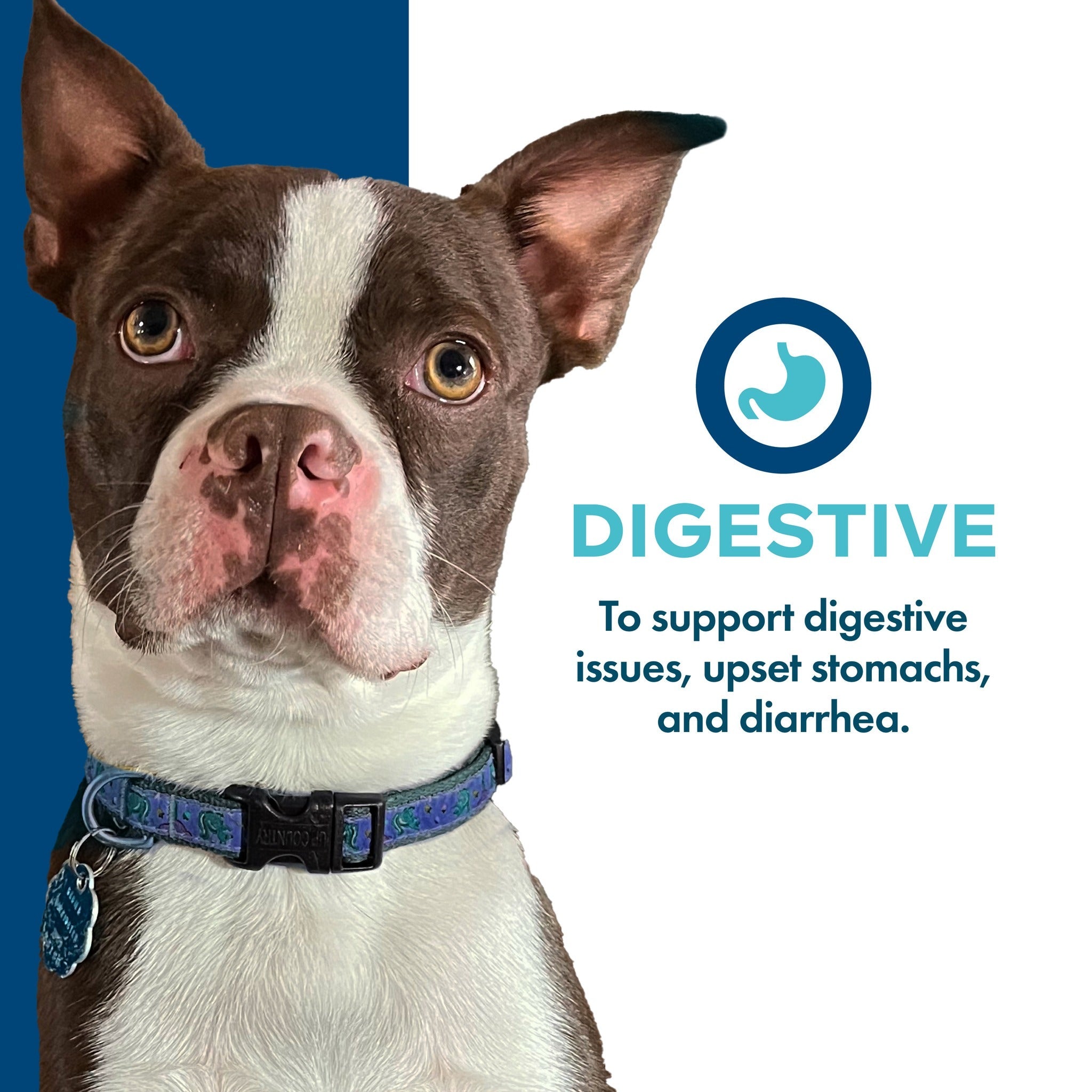 Fromm Nutritionals Digestive supports digestive issues, upset stomachs, and diarrhea