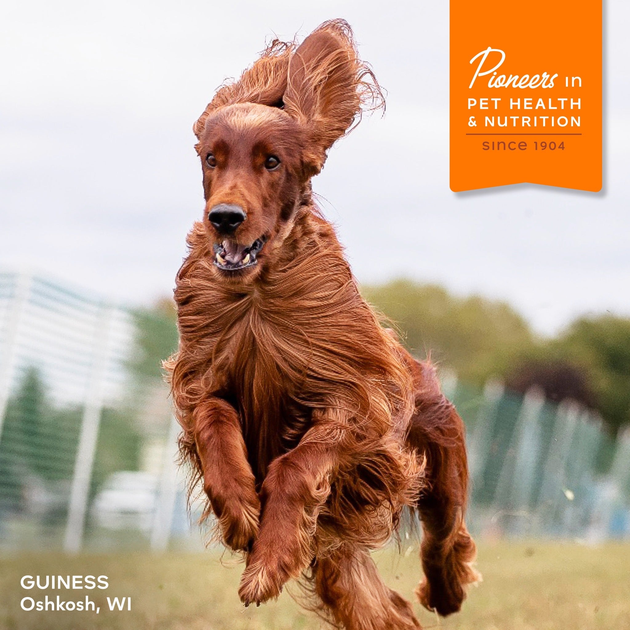 Long-coated red dog Guiness of Oshkosh running outdoors; Fromm, pioneers in pet health and nutrition since 1904