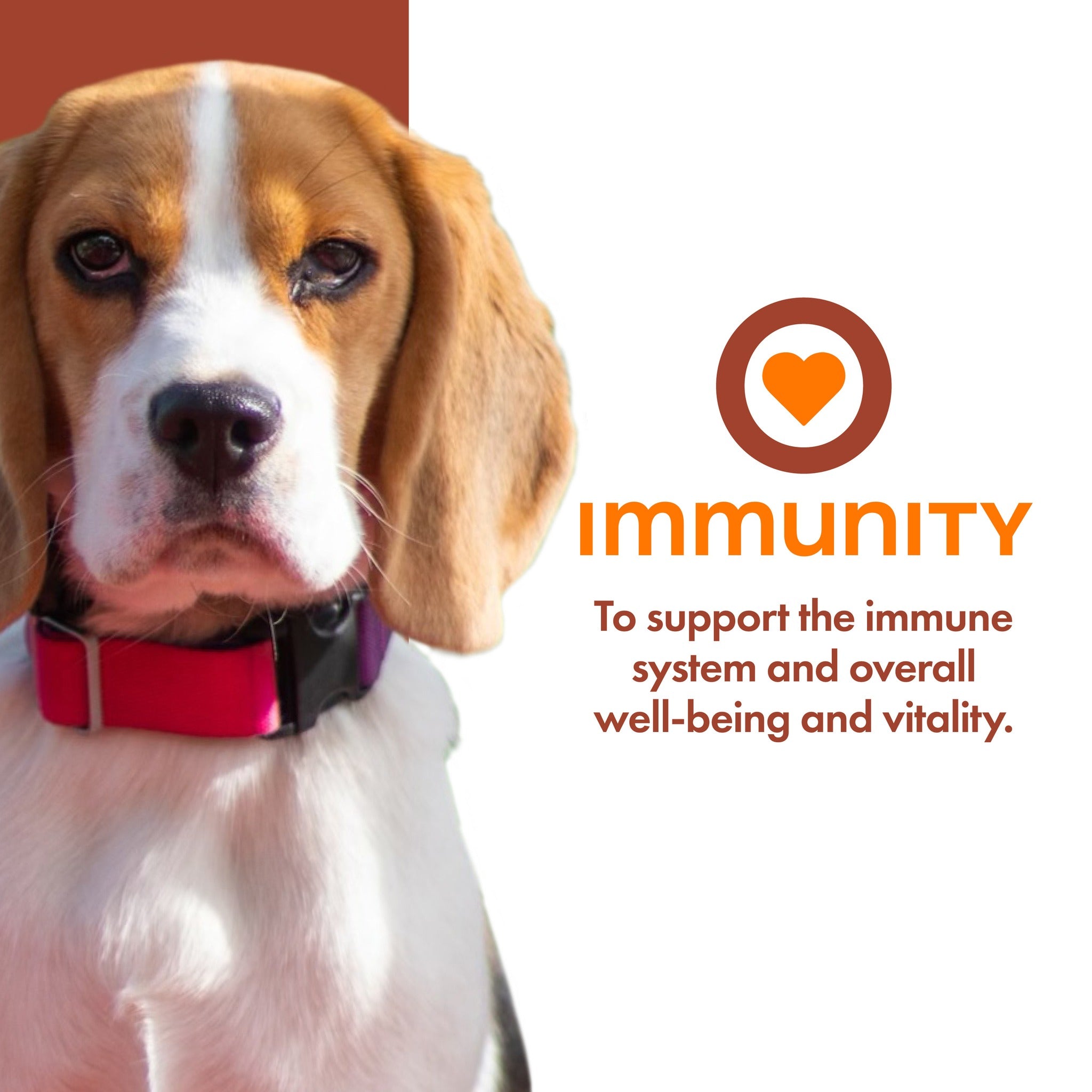Fromm Nutritionals Immunity supports the immune system and overall well-being and vitality
