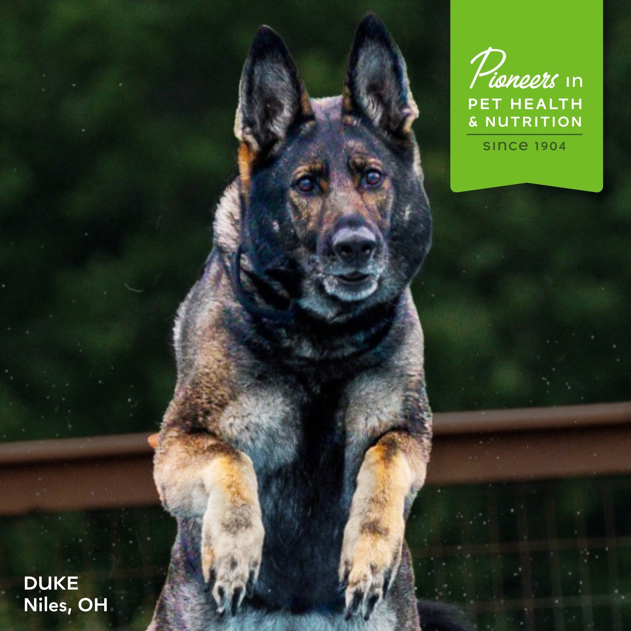 Dark and tan dog Duke of Niles, Ohio standing with front paws raised outdoors; Fromm, pioneers in pet health and nutrition since 1904
