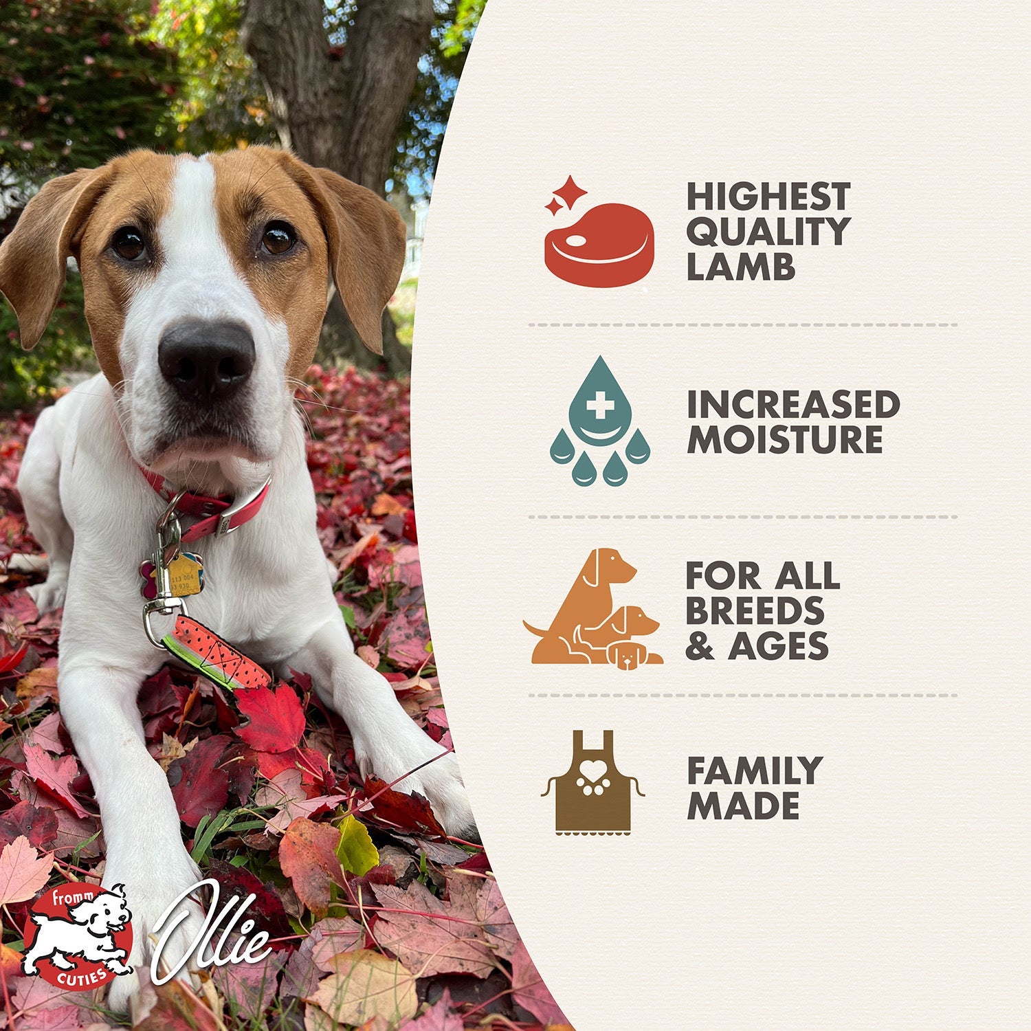 Fromm Cuties dog Ollie with Fromm Pâté Lamb & Sweet Potato benefits: highest quality lamb, increased moisture, for all breeds and ages, family made
