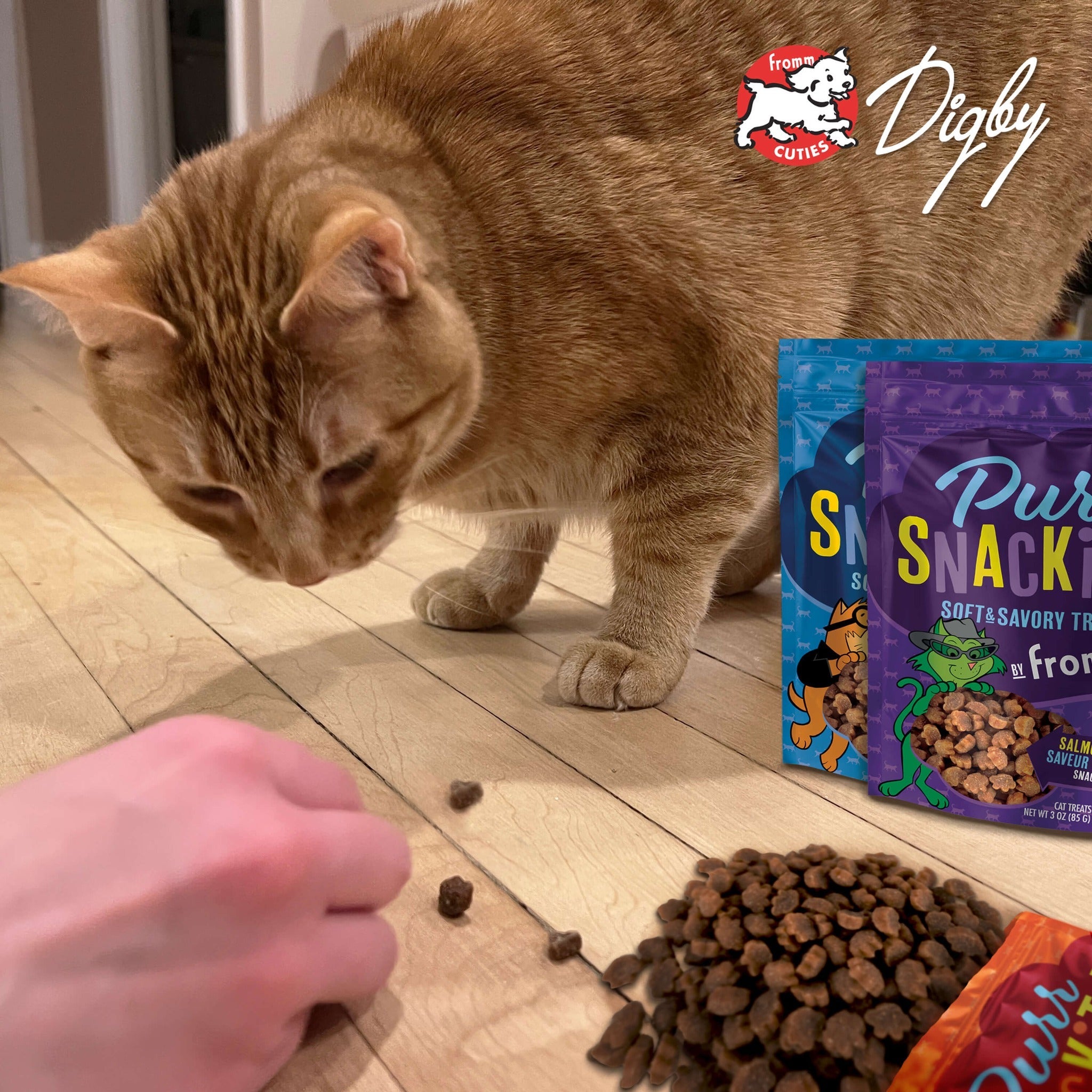 Orange tabby cat Digby sniffing PurrSnackitty treats, from the Fromm Cuties gallery