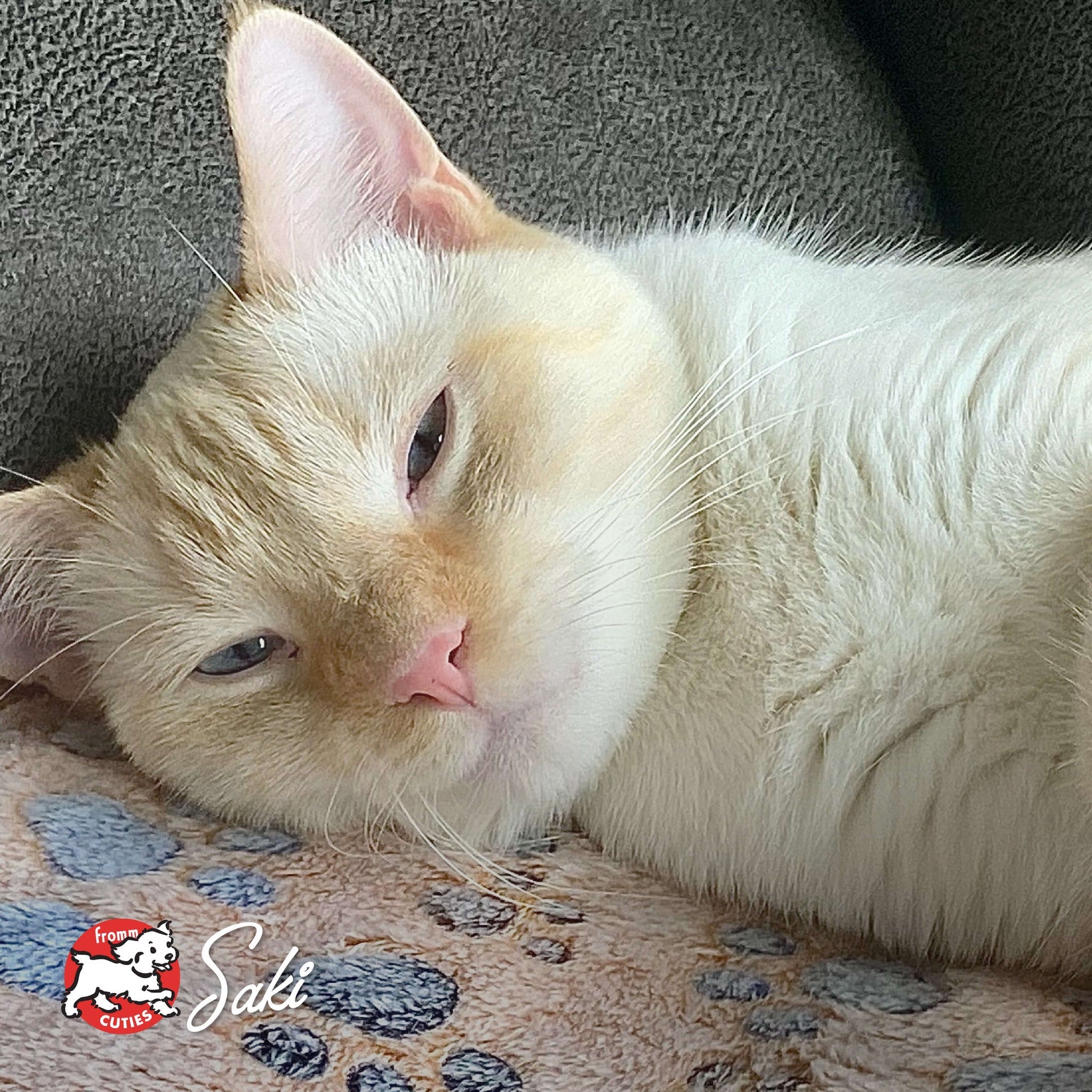 Cream-colored cat Saki resting on a paw-print blanket, from the Fromm Cuties gallery