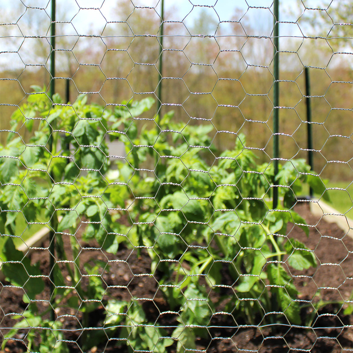 Garden Craft chicken wire protecting a raised vegetable garden bed