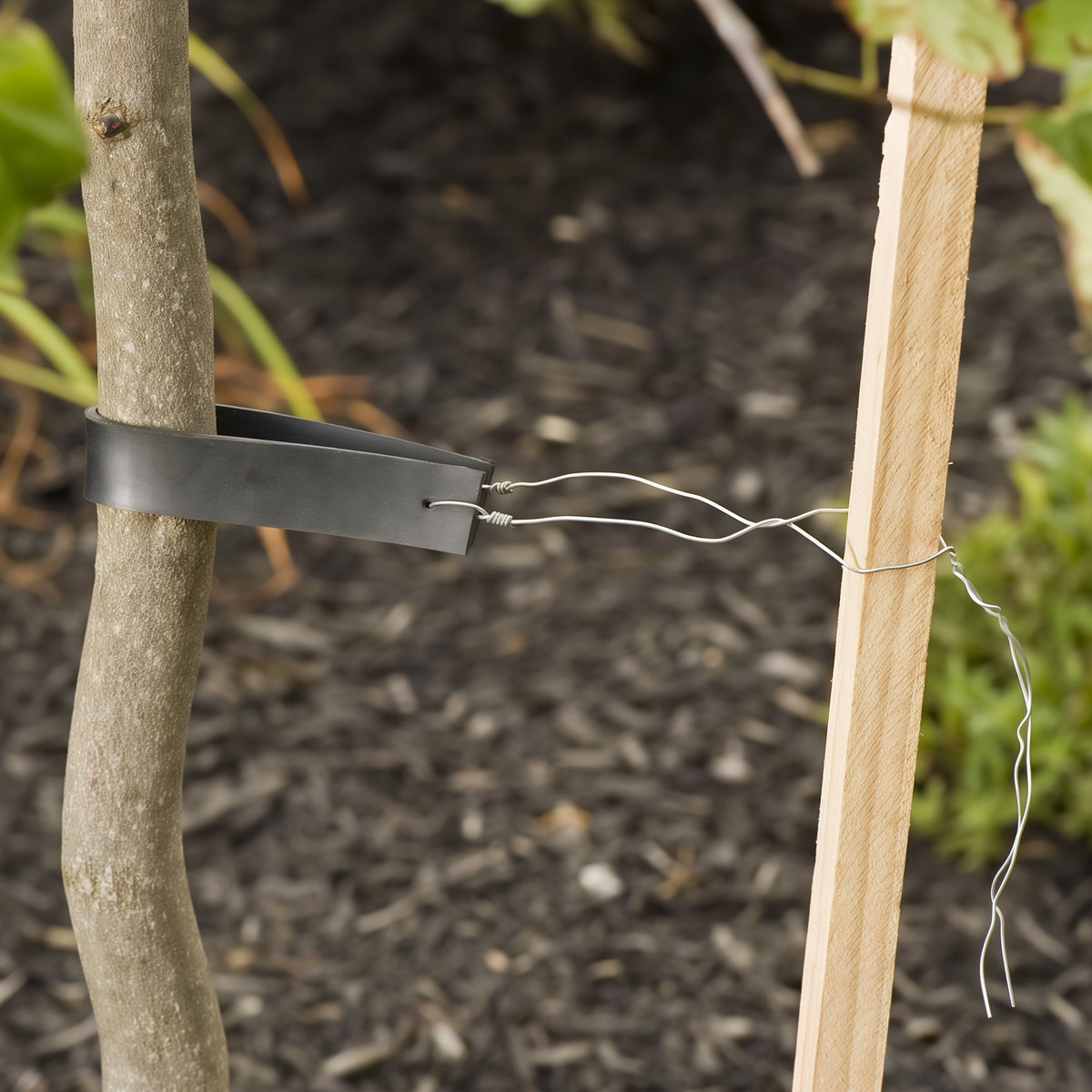 Gardener's Blue Ribbon Sturdy Tree Ties 10 Pack -- lifestyle