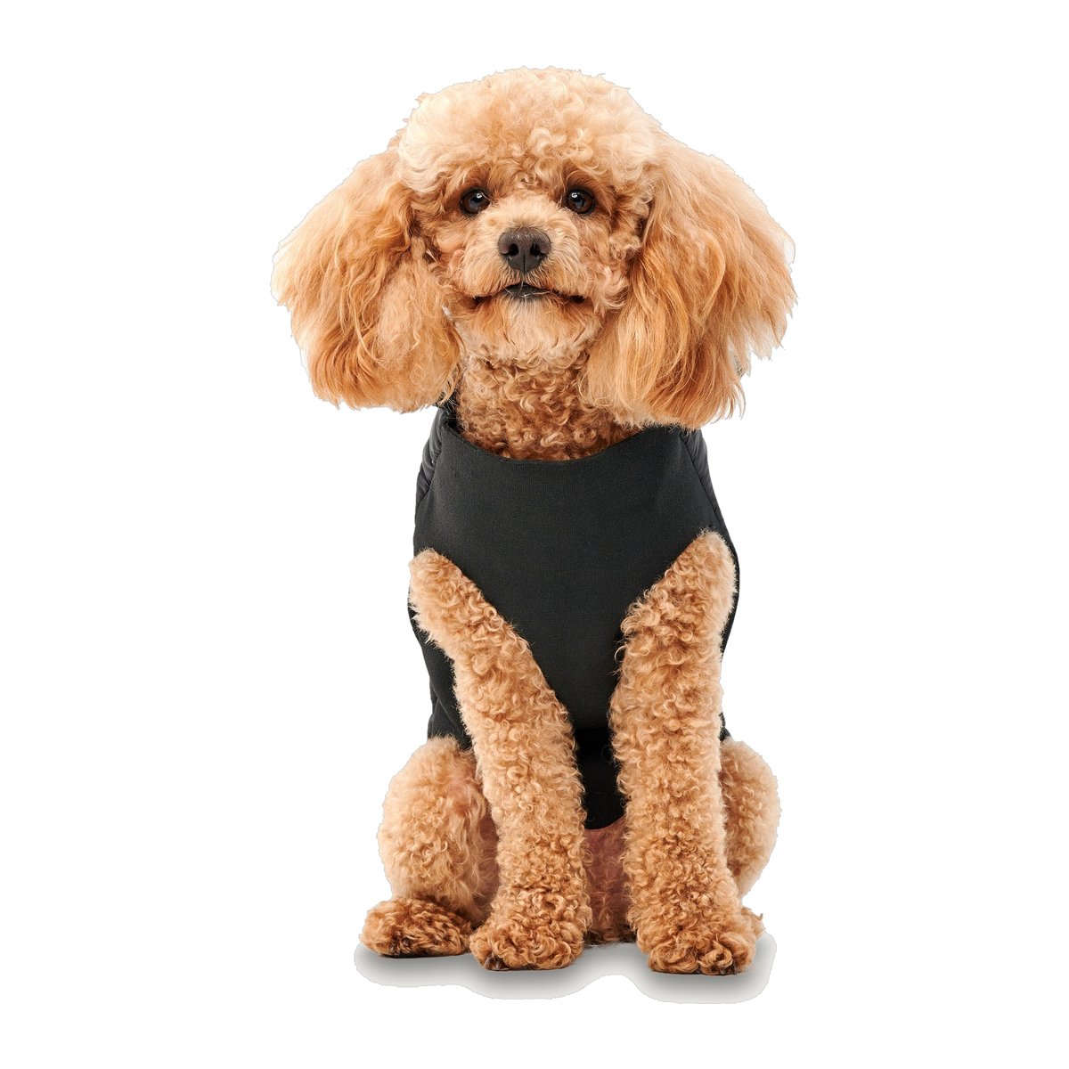 Goo-eez Mock Neck Signature Wrap Jacket in black, front view
