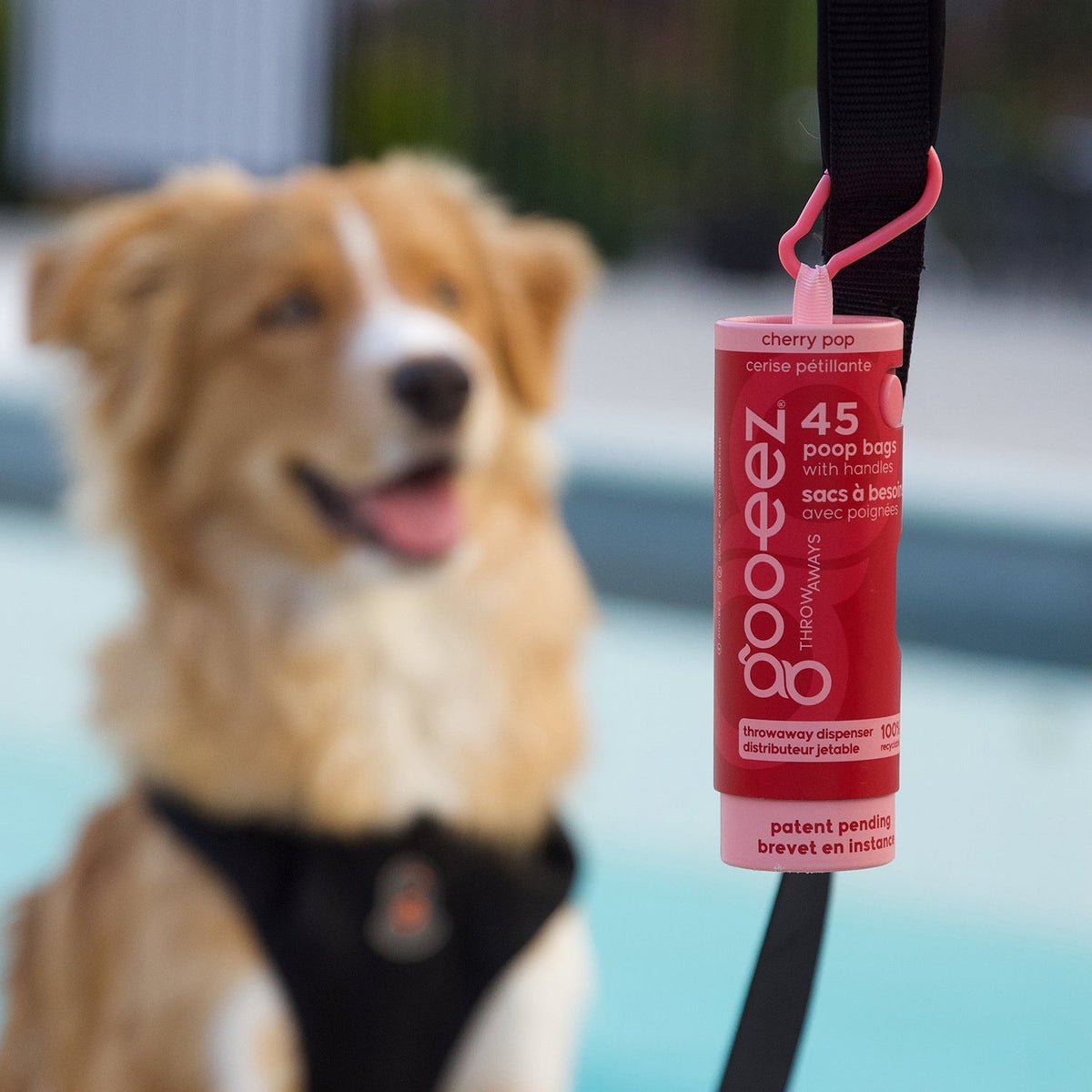 Dog on a leash with a Cherry Pop Goo-eez Throwaways dispenser