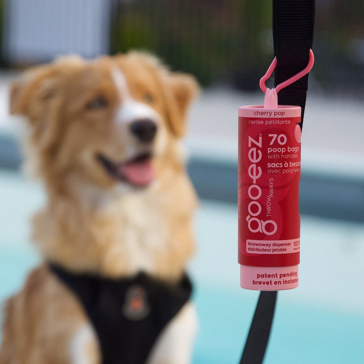 Dog on a leash with a 70-bag Cherry Pop Goo-eez Throwaways dispenser