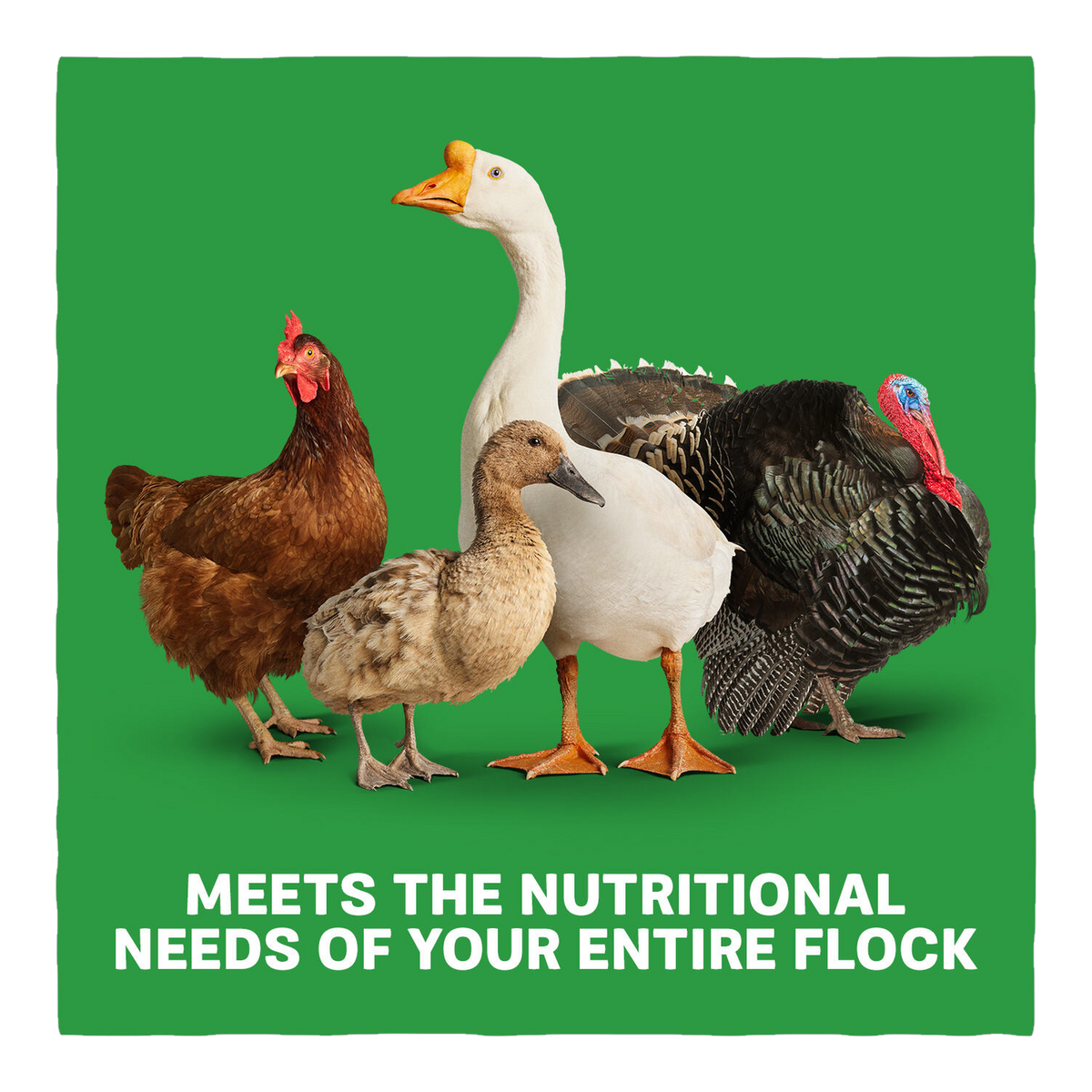 Home Fresh Multi-Flock Chick N Game Starter Grower Crumble mfchickngamestartgrow 50 needs