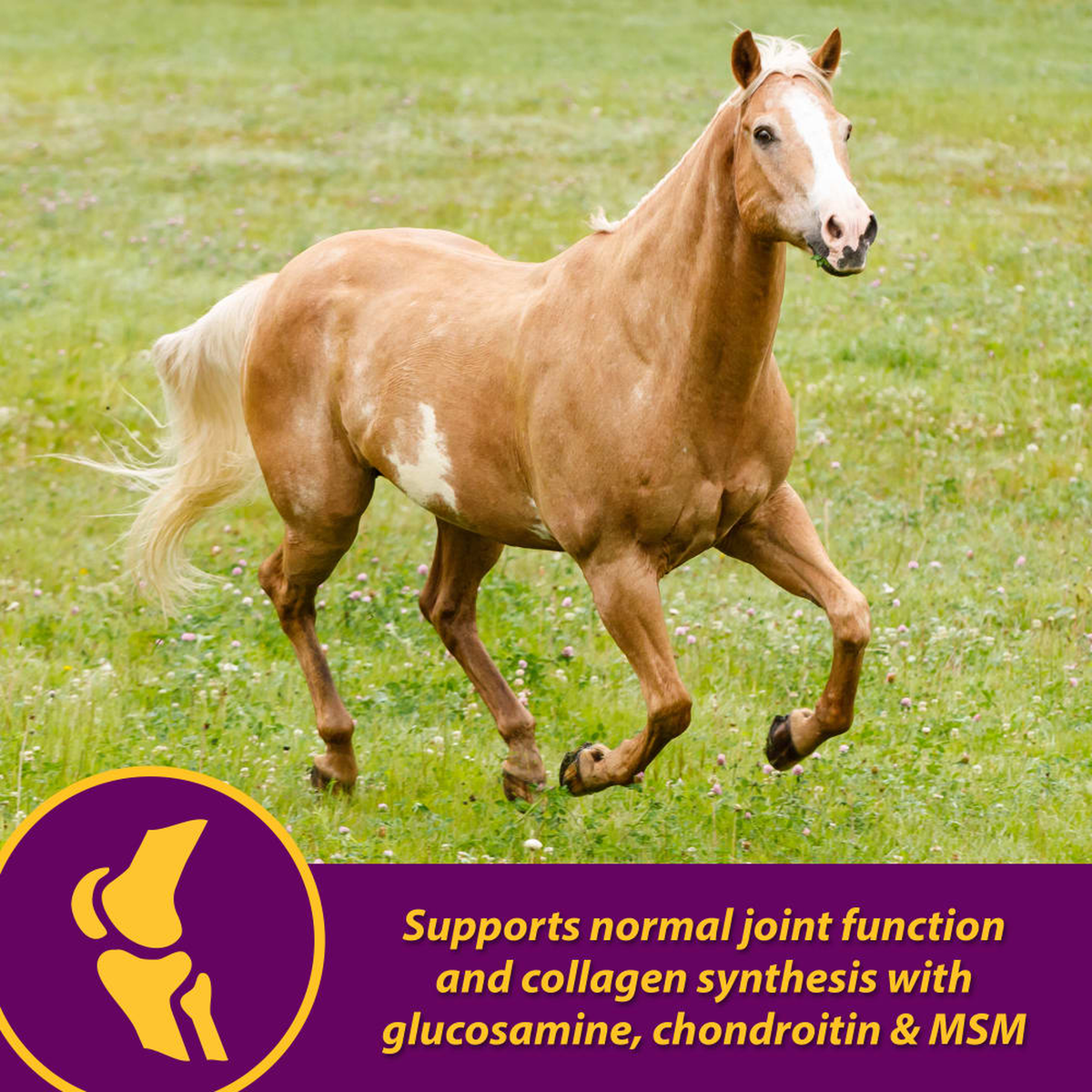 Horse Health Joint Combo Hoof & Coat (4)
