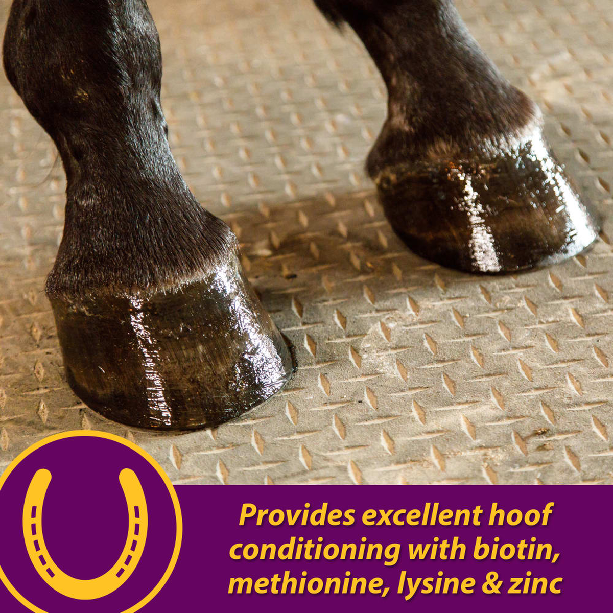 Horse Health Joint Combo Hoof & Coat (5)