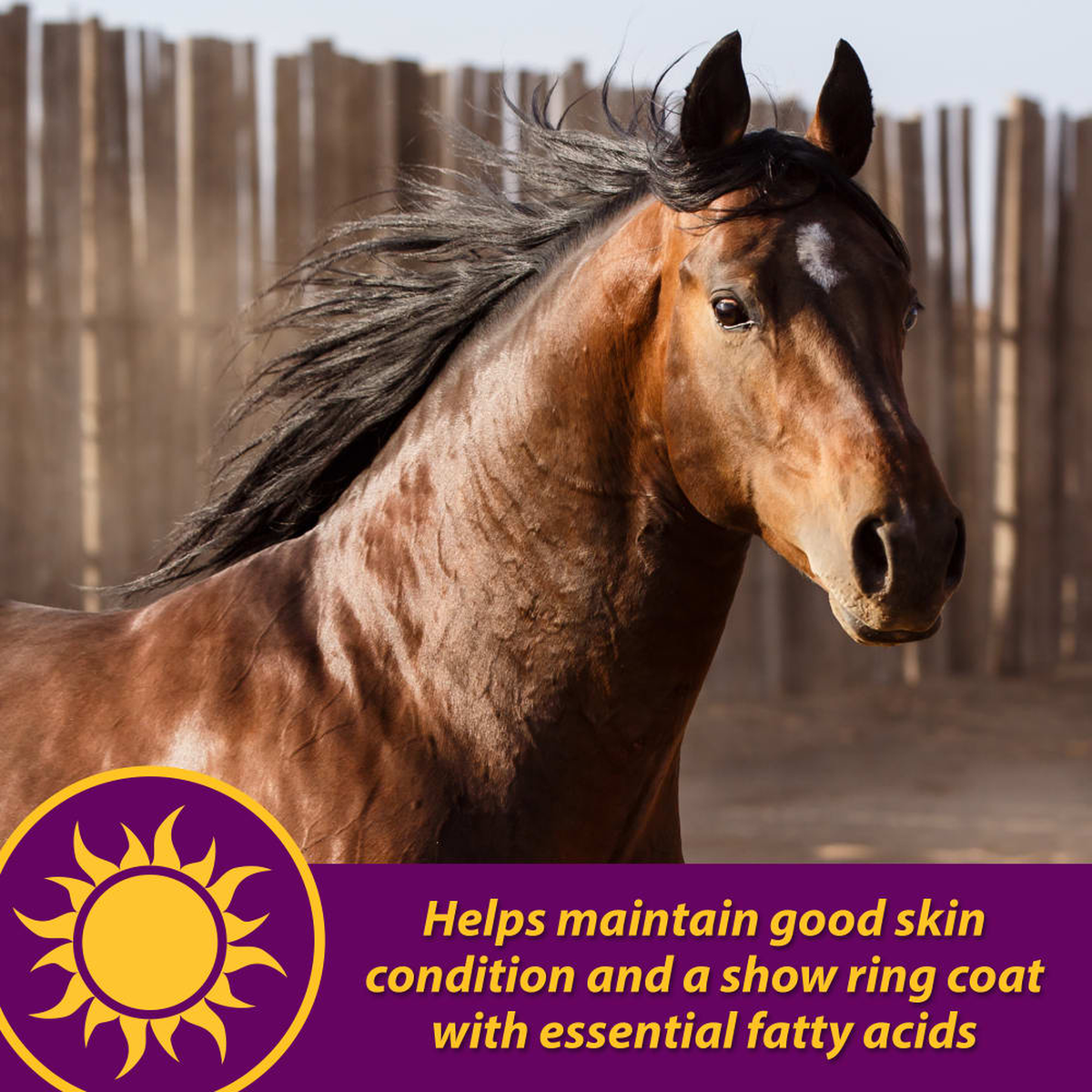 Horse Health Joint Combo Hoof & Coat (7)