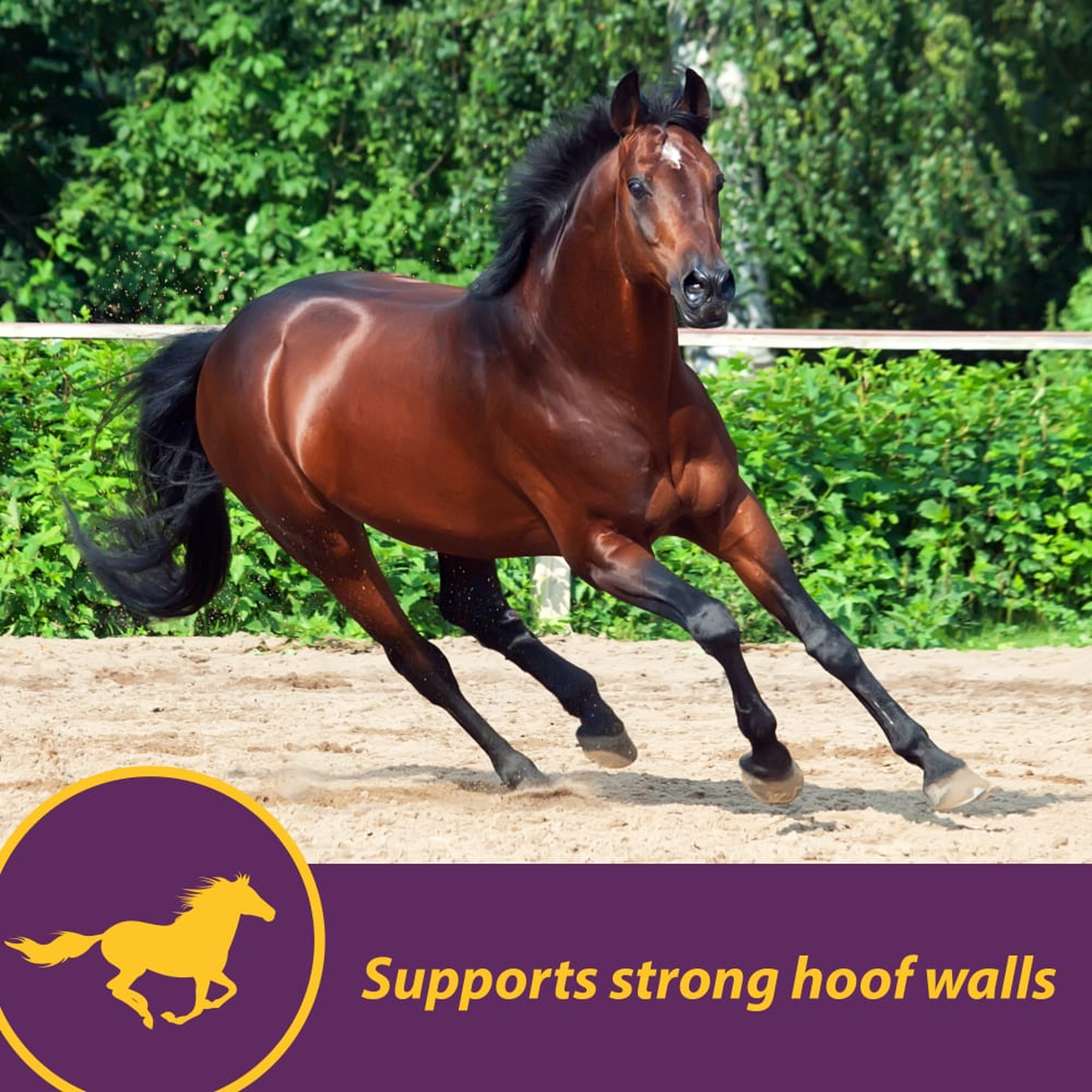 Horse Health Vita Biotin Crumbles 20 lb