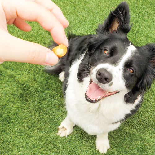 Inaba Churu Fun Bites Chicken with Pumpkin Recipe Dog Treats additional product information tile