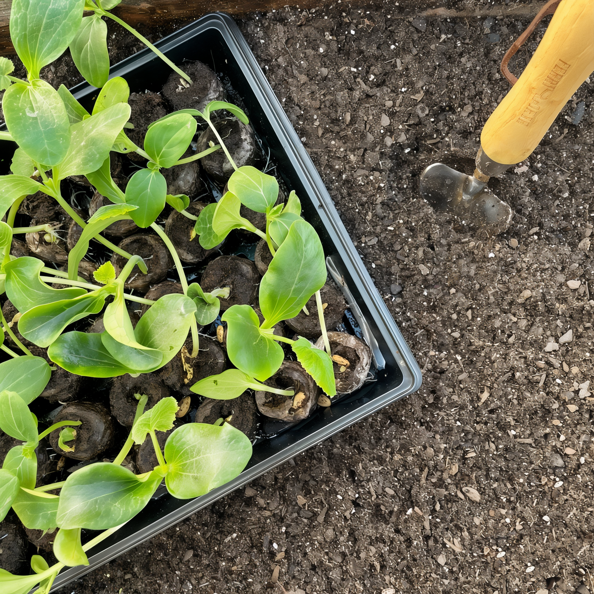 Jiffy Seed Starting 50mm Peat Pellet Refills 16 Pack -- lifestyle