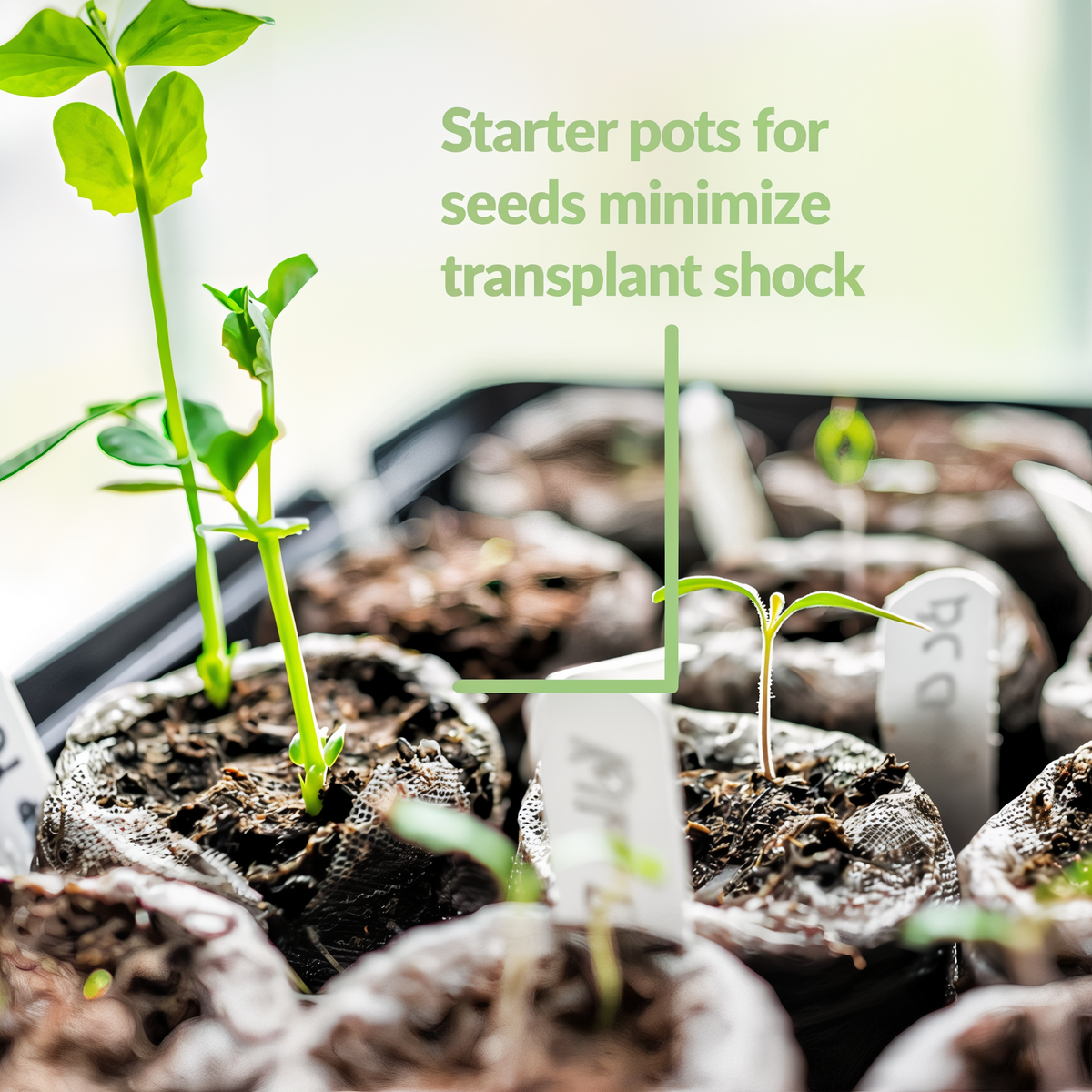 Jiffy Seed Starting 50mm Peat Pellet Refills 16 Pack -- lifestyle