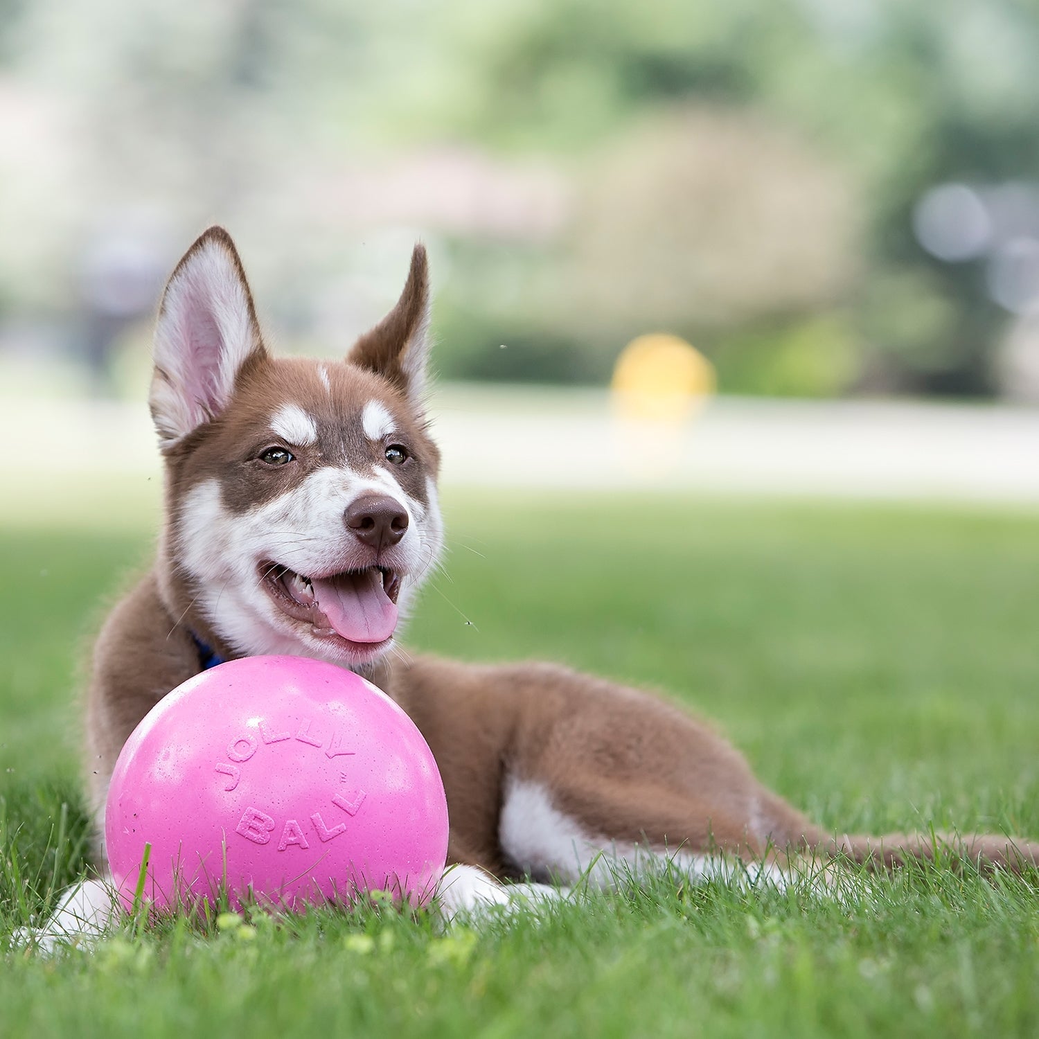 Jolly Pets Bounce-n-Play Dog Toy