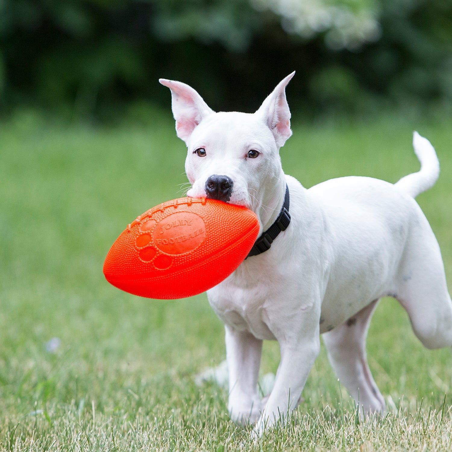 Jolly Pets Jolly Football Dog Toy