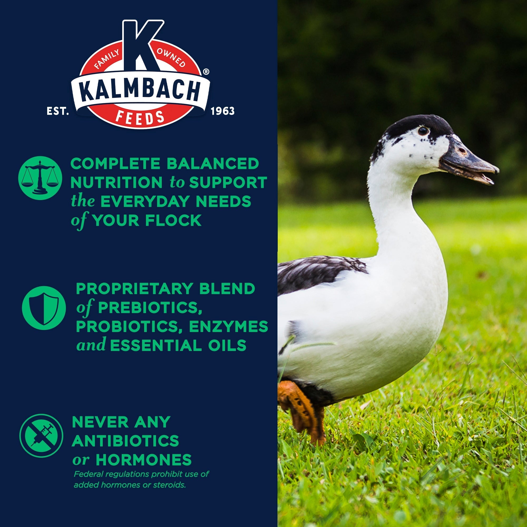 Kalmbach 16% Flock Maintainer benefits infographic with complete balanced nutrition and no antibiotics or hormones