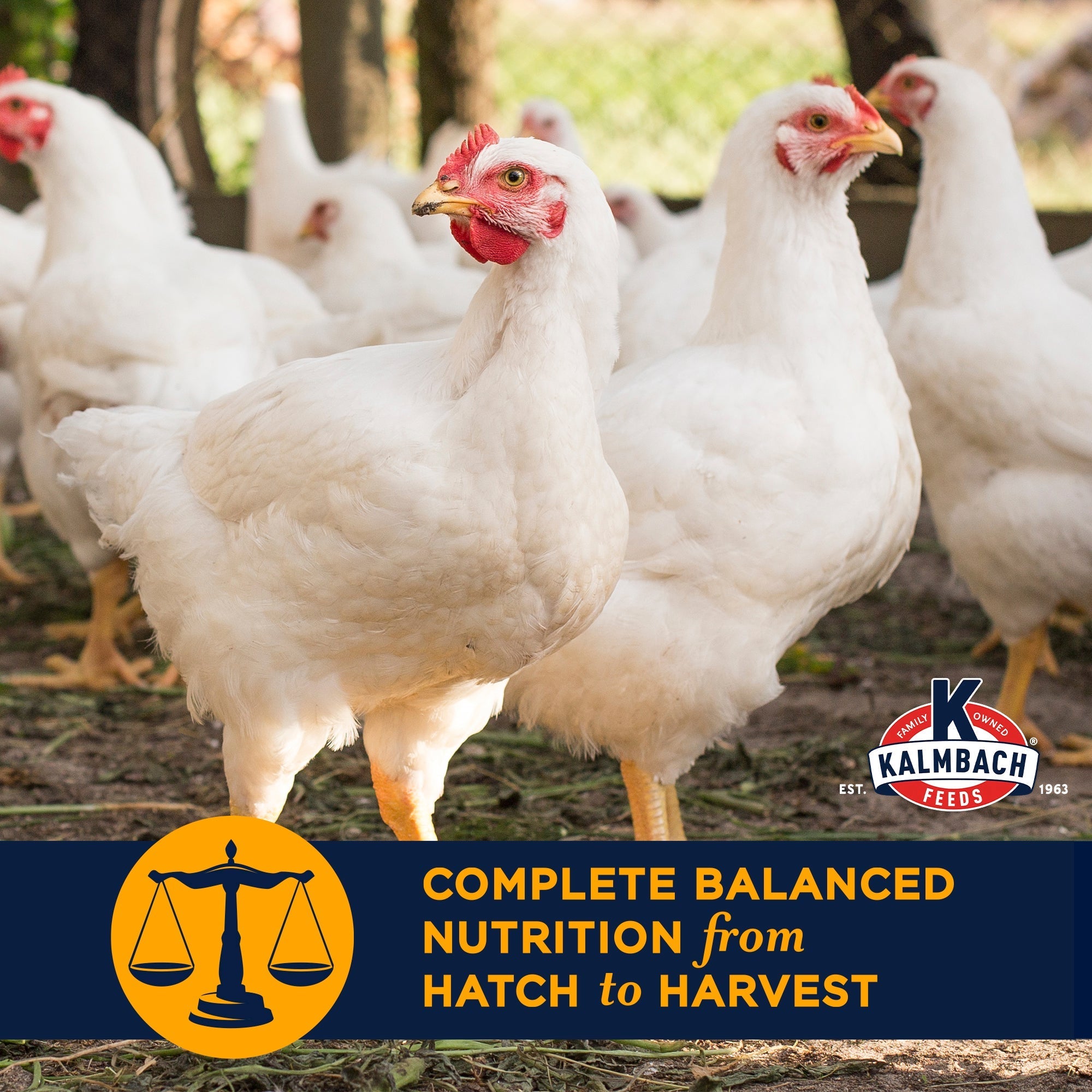 Broiler chickens with complete balanced nutrition from hatch to harvest callout