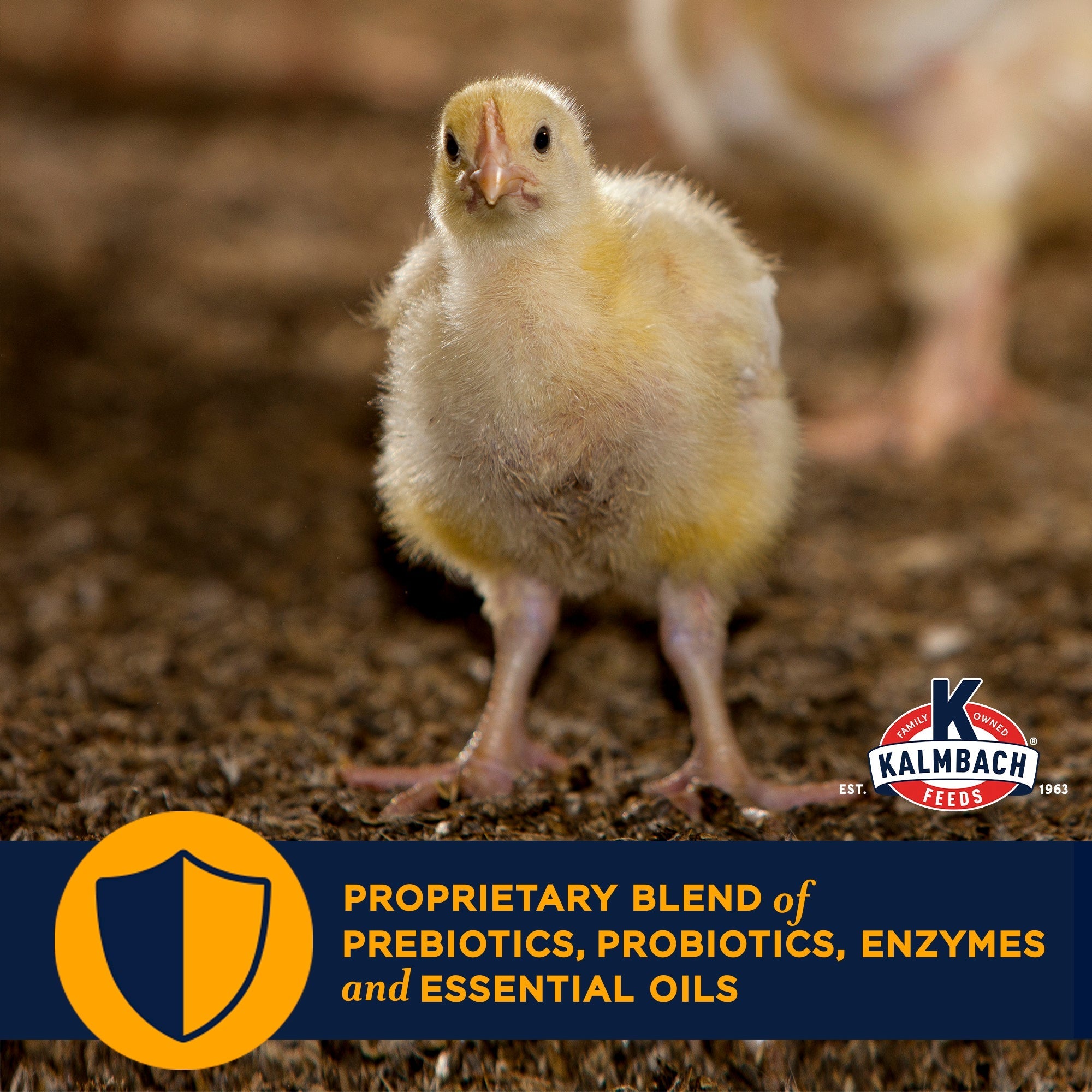 Chick with proprietary blend of prebiotics, probiotics, enzymes and essential oils