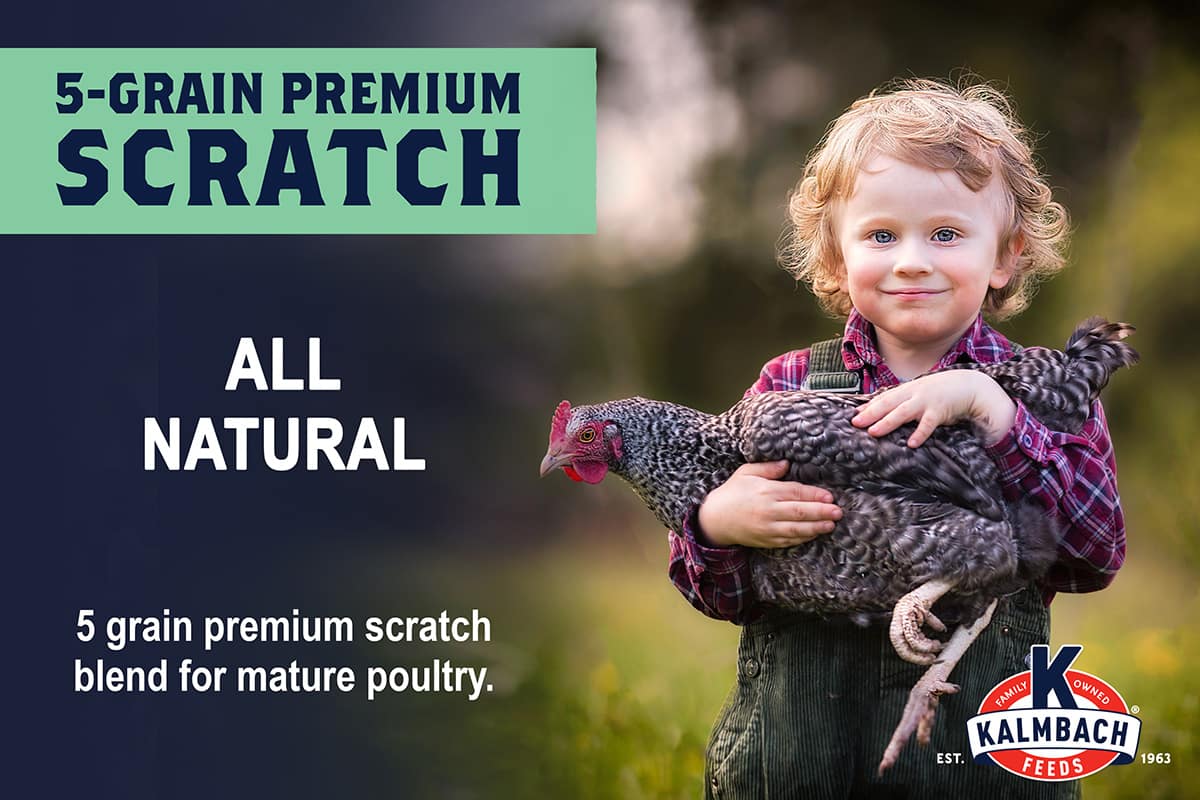 Child holding a chicken with Kalmbach All Natural 5-Grain Premium Scratch branding