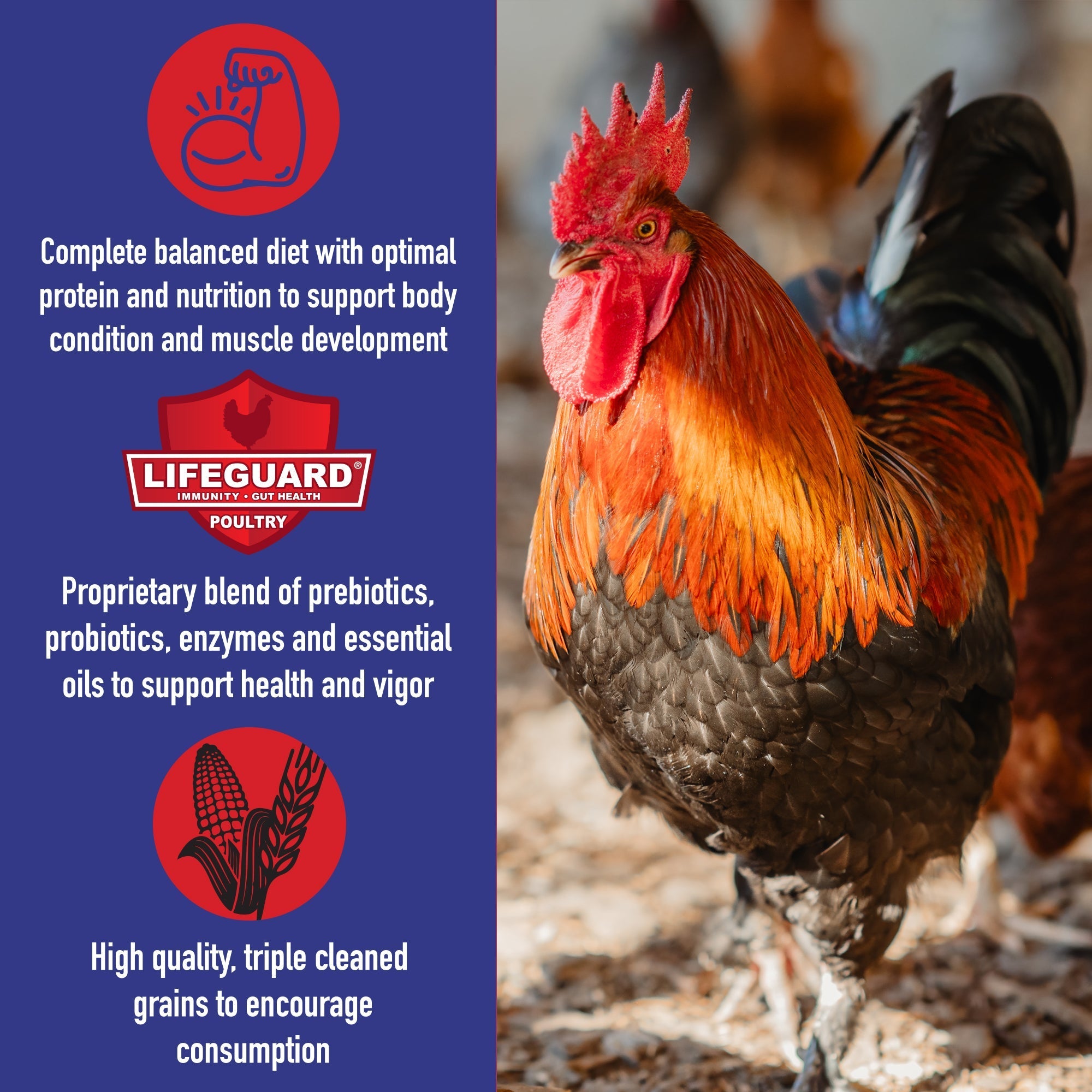 Benefits of Kalmbach Game Time Elite Gamecock Conditioner including balanced protein, LifeGuard blend, and triple cleaned grains