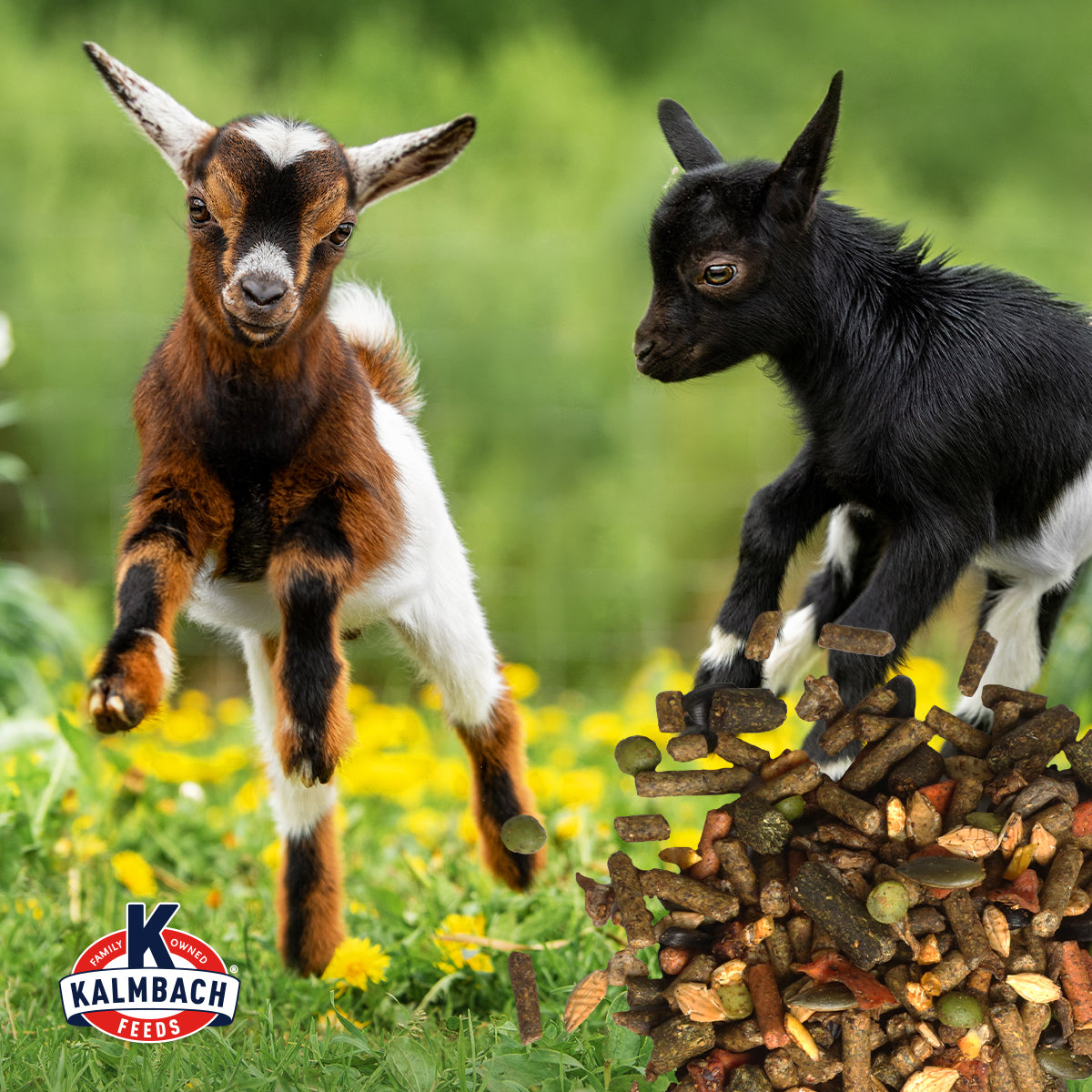 Kalmbach Goat Granola extraordinary soy-free goat feed graphic