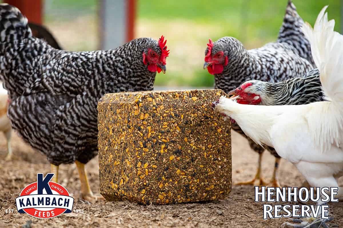 Chickens pecking a Kalmbach Henhouse Reserve supplement block in the yard