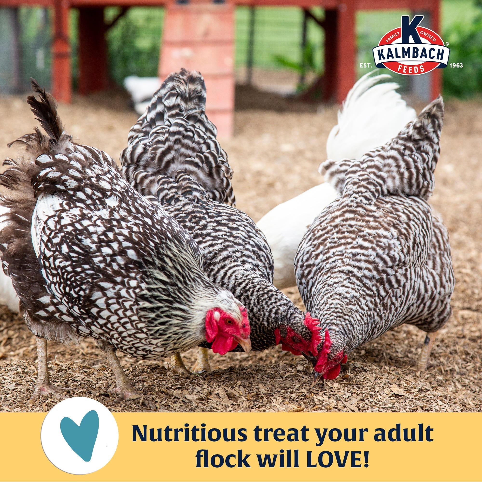 Chickens foraging for mealworm treats, a nutritious treat adult flocks love