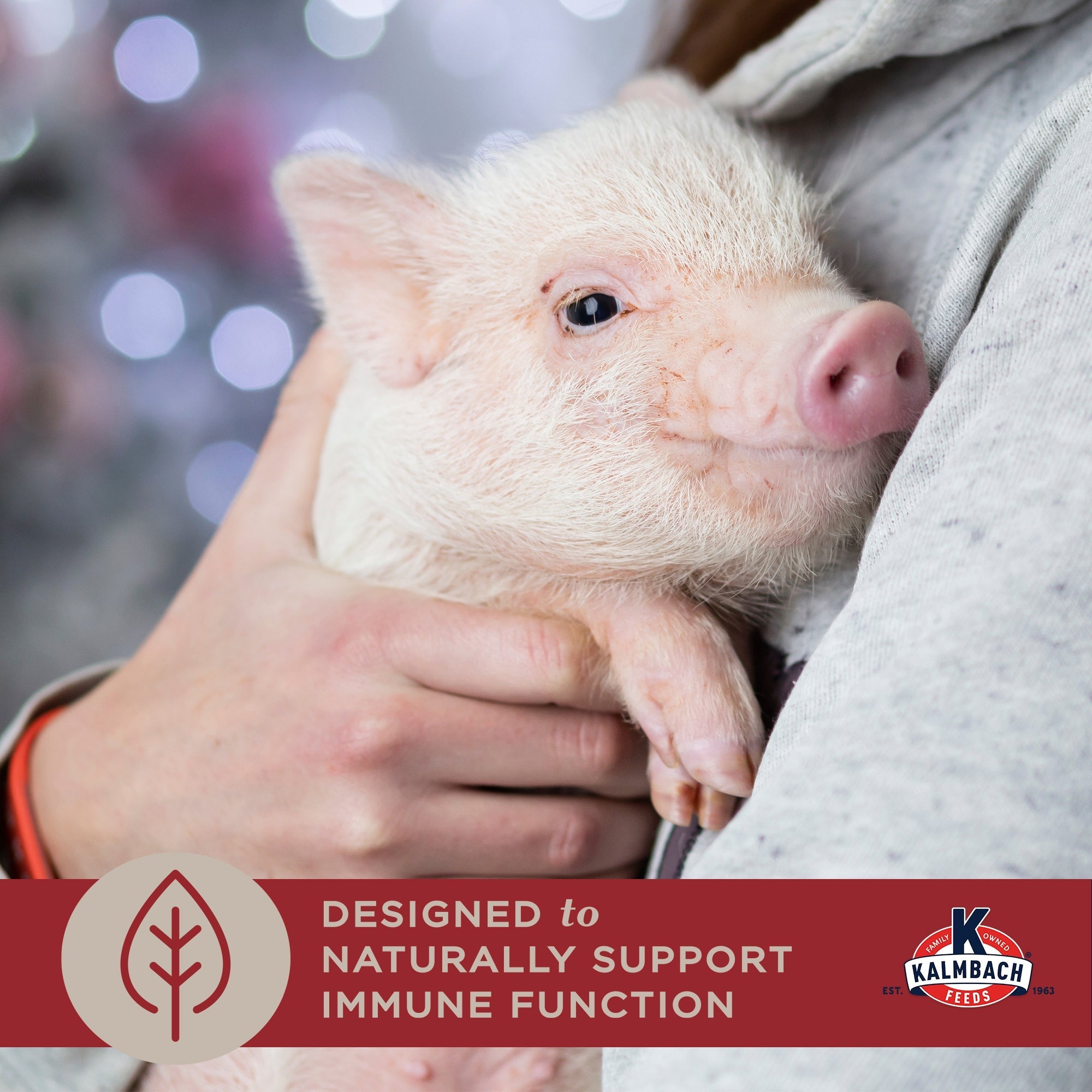 Designed to naturally support immune function, piglet held in owner's arms