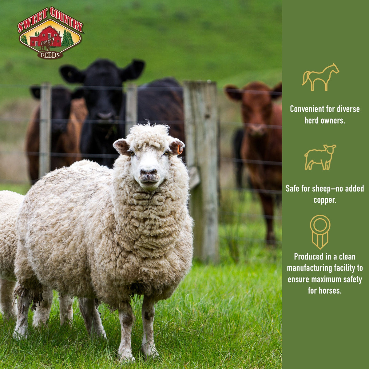 Sweet Country All Stock Feed benefits for diverse herds of cattle, horses, sheep and goats