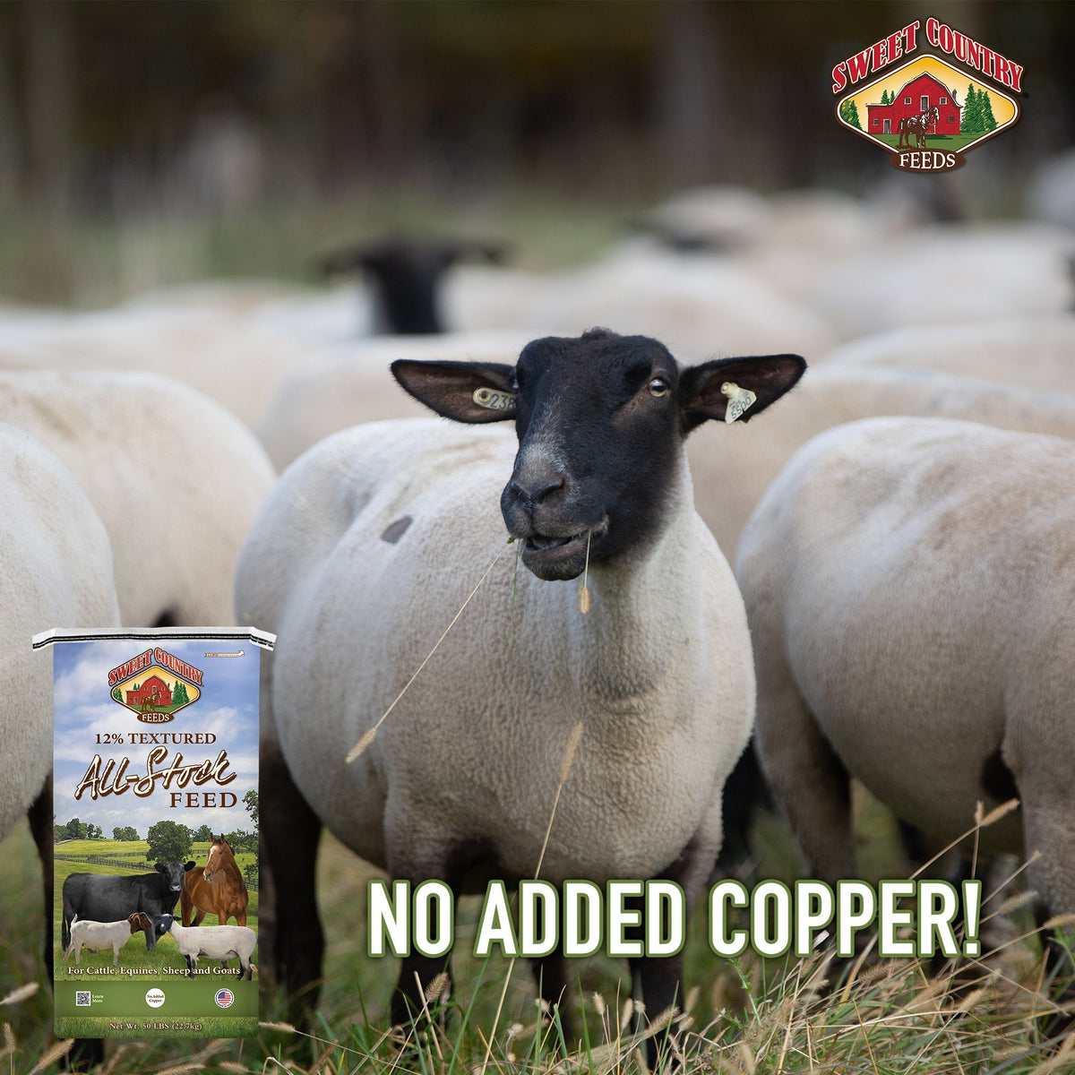 Sweet Country All Stock Feed has no added copper, safe for sheep