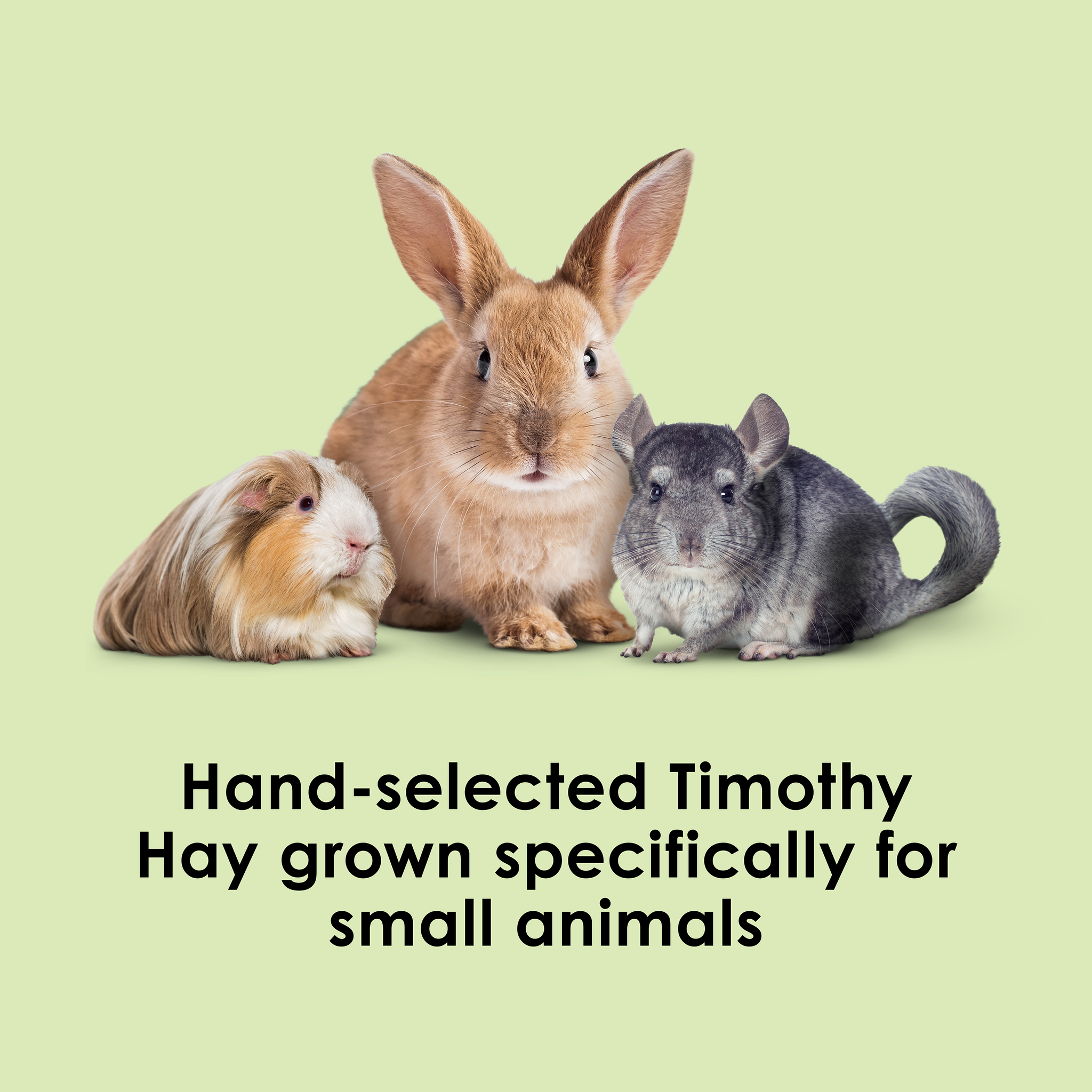 Kaytee Timothy Hay, 96 Ounce hand selected timothy hay
