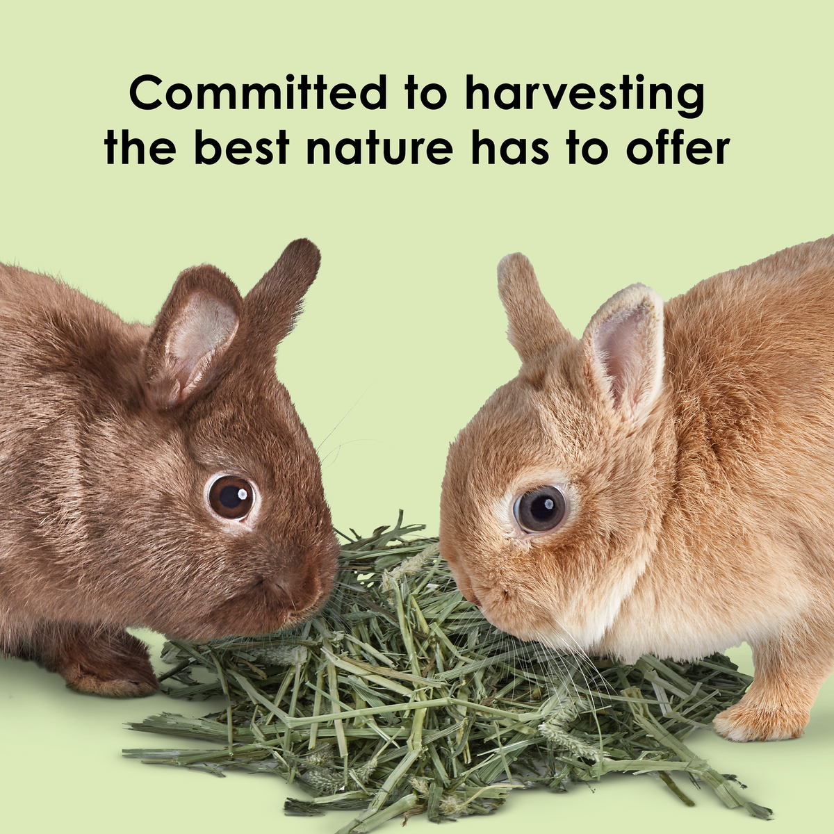 Kaytee Timothy Hay, 96 Ounce rabbits eating hay
