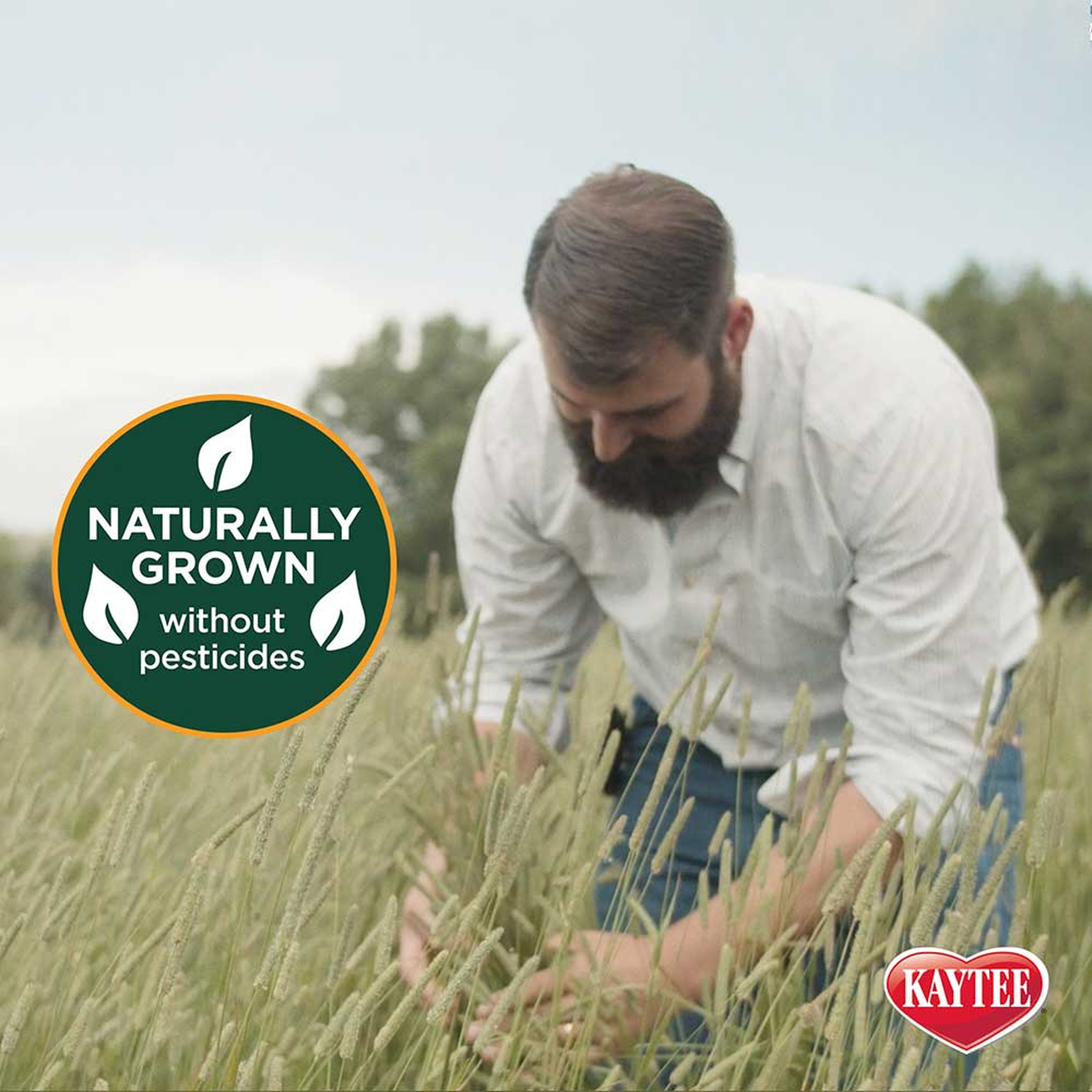 Kaytee Timothy Hay Plus Cranberries, 24 Ounce naturally grown
