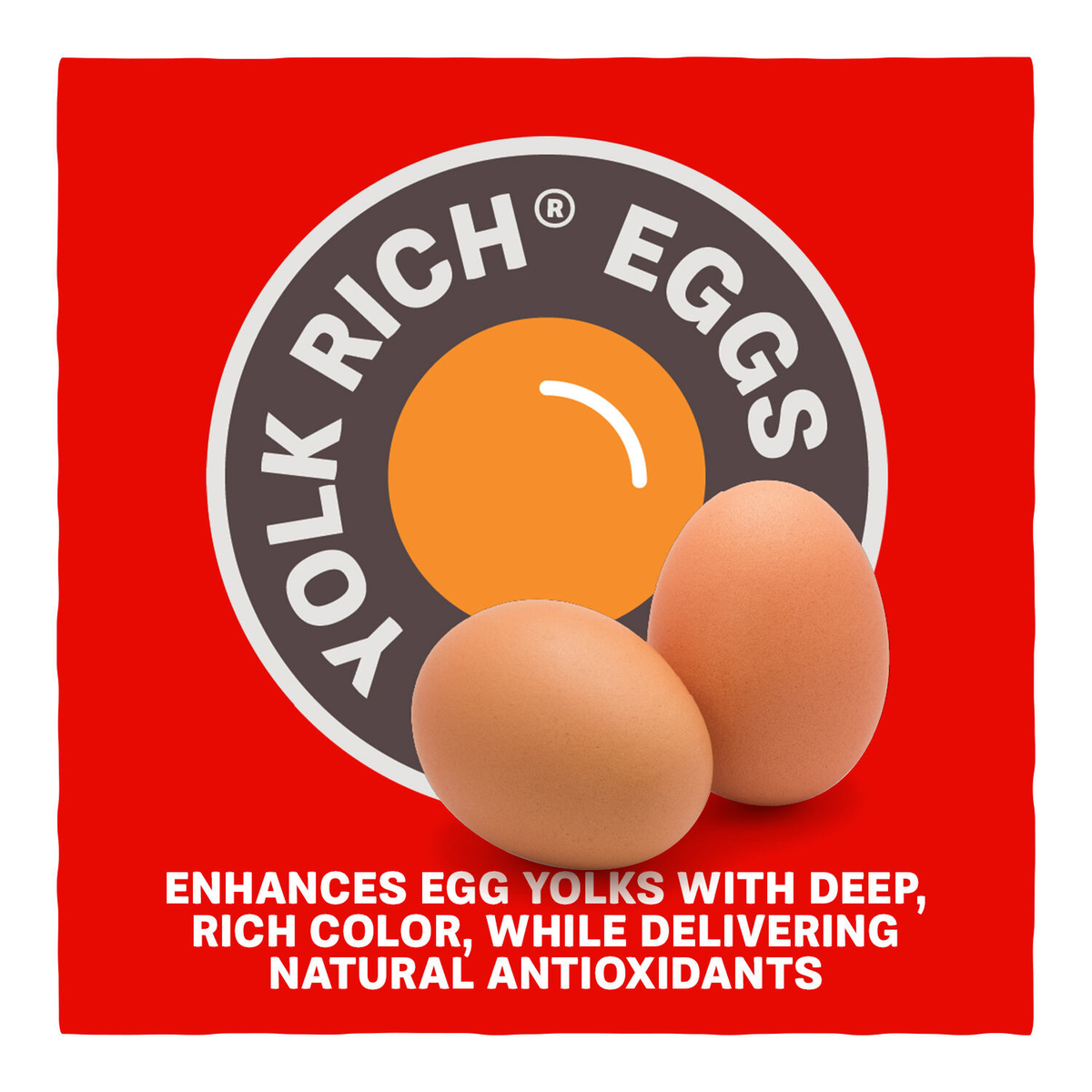 Home Fresh Extra Egg Layer Yolk Rich Eggs deep rich color and natural antioxidants