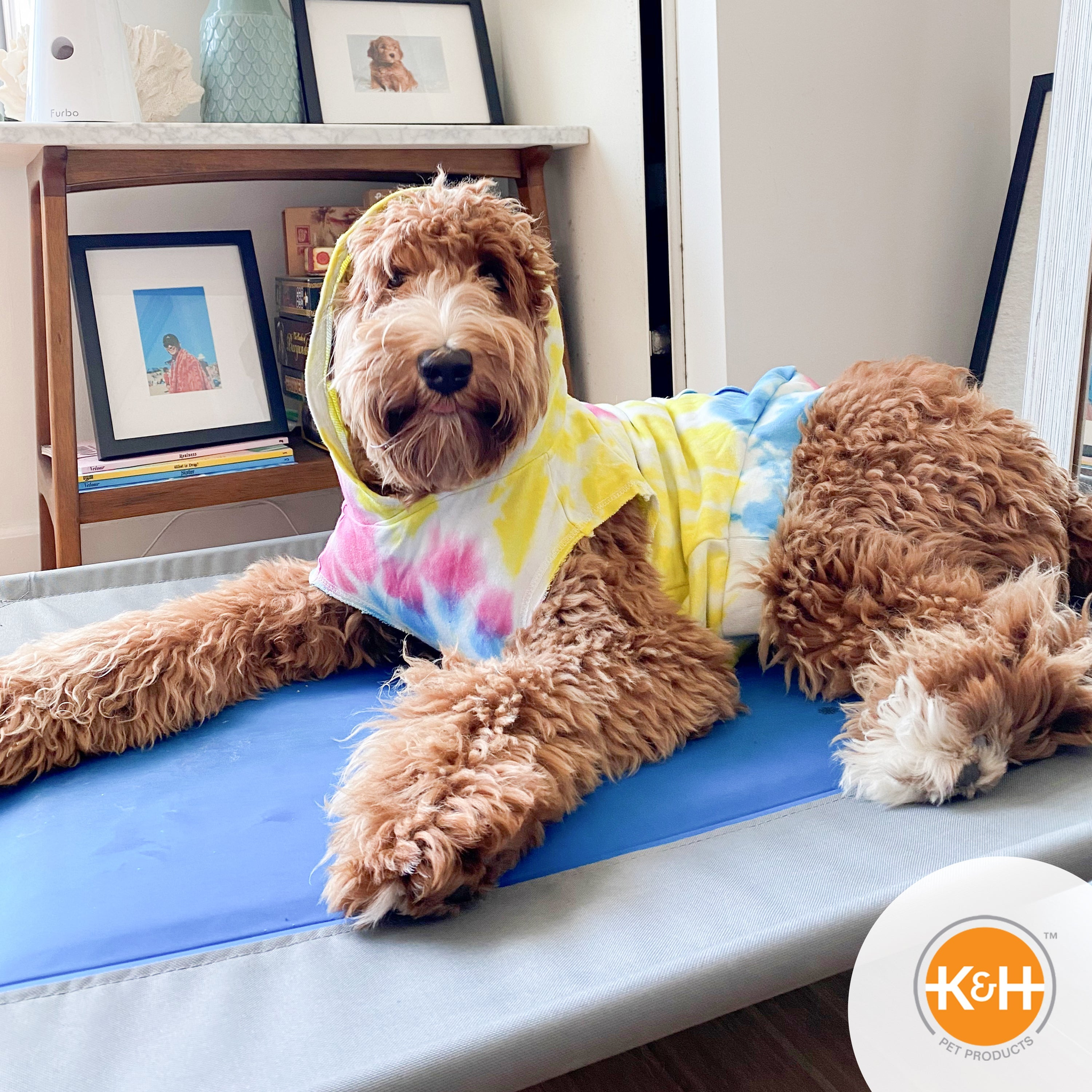 Large dog resting on a blue K&H Coolin Pet Pad on a bench indoors
