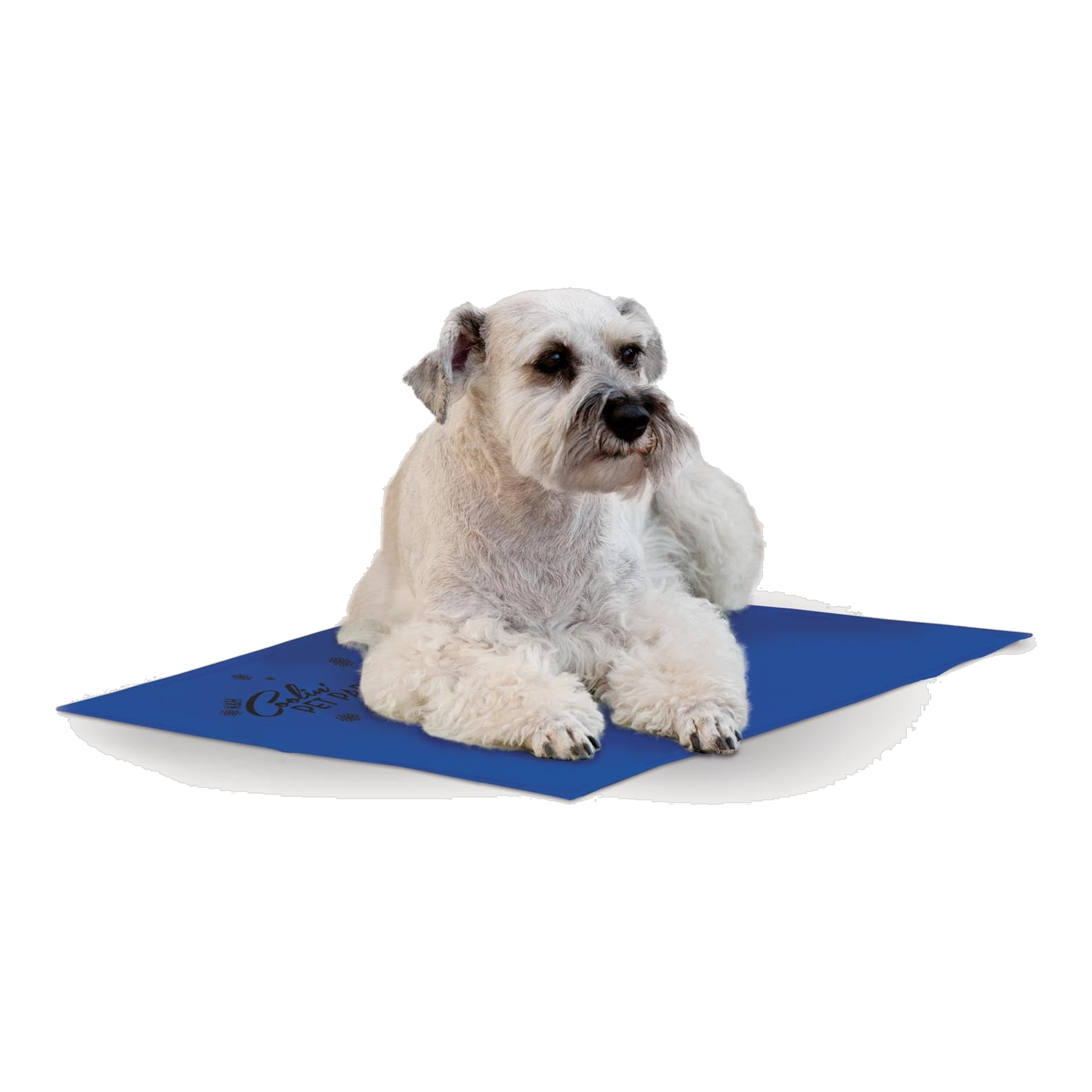 K&H Coolin Pet Pad in blue with a schnauzer resting on it